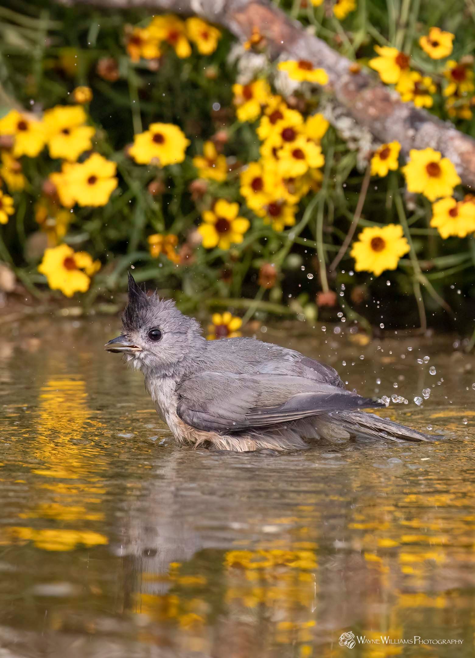 A small bird is splashing in a puddle of water with yellow flowers in the background.