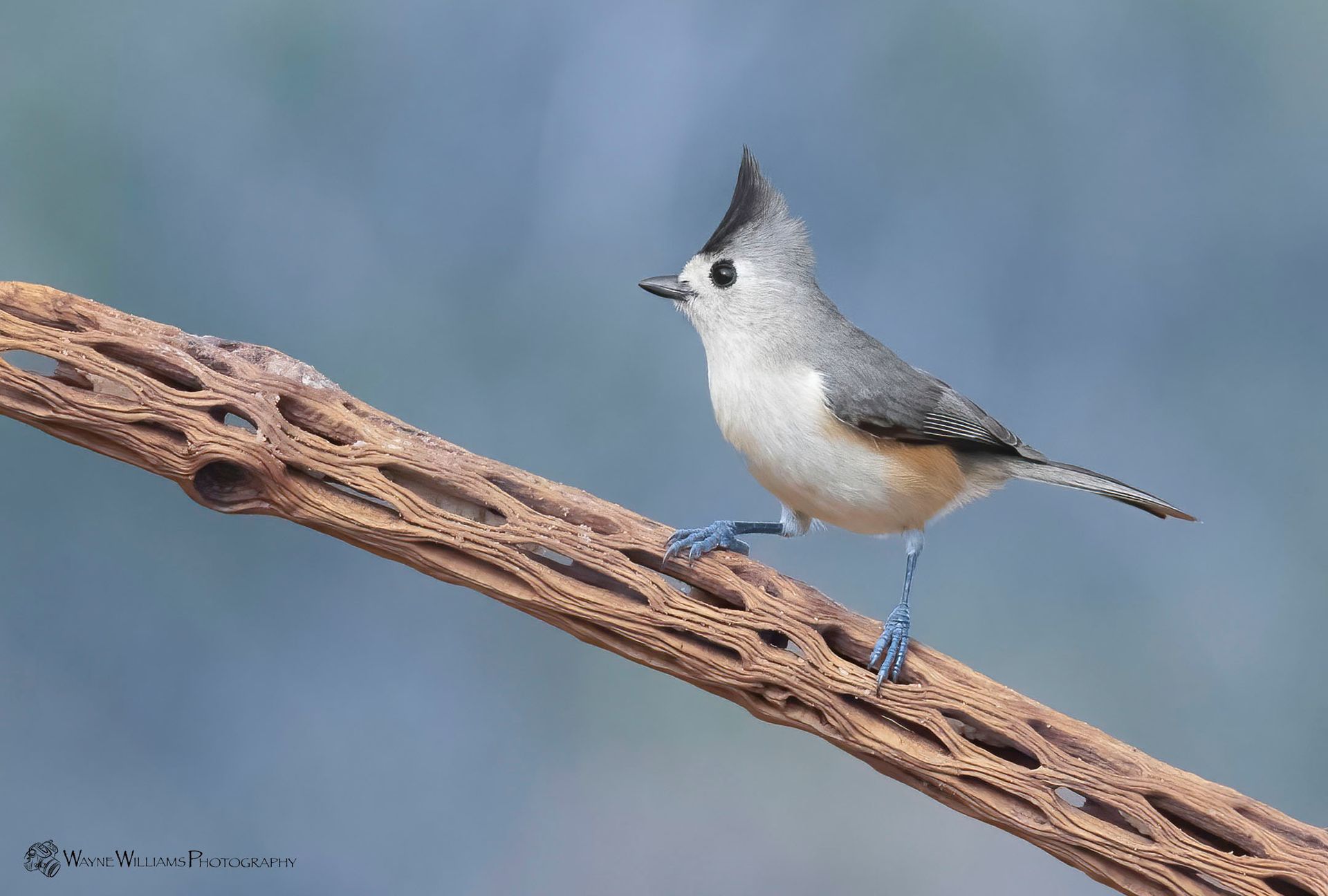 A small bird is perched on a branch.
