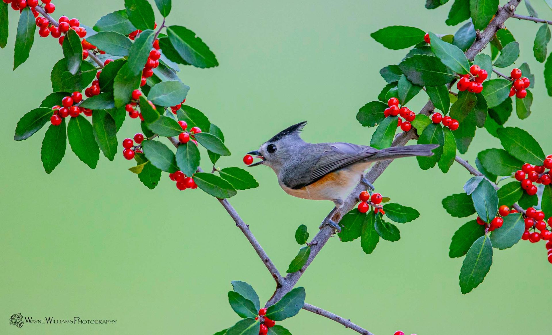 A bird is perched on a branch of a tree with red berries.