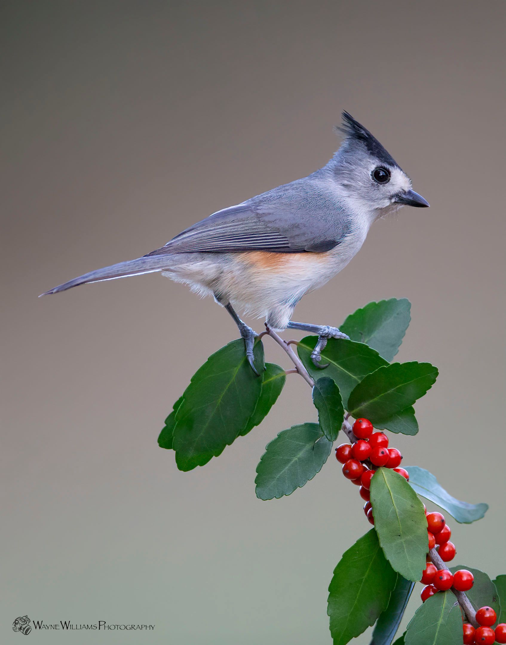 A small bird is perched on a branch with red berries.