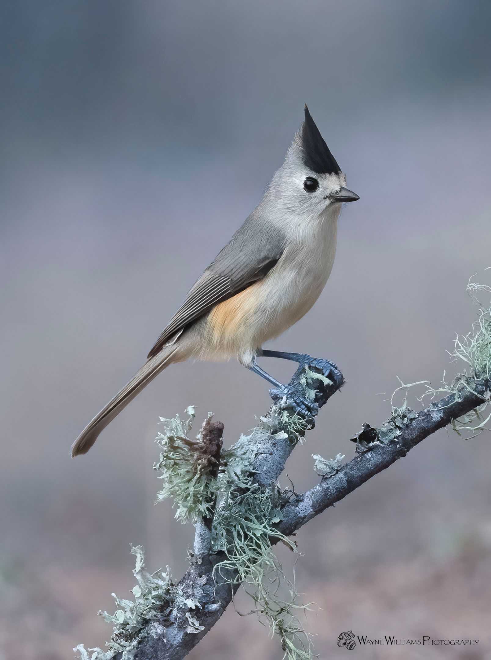 A small bird perched on a branch with lichen.