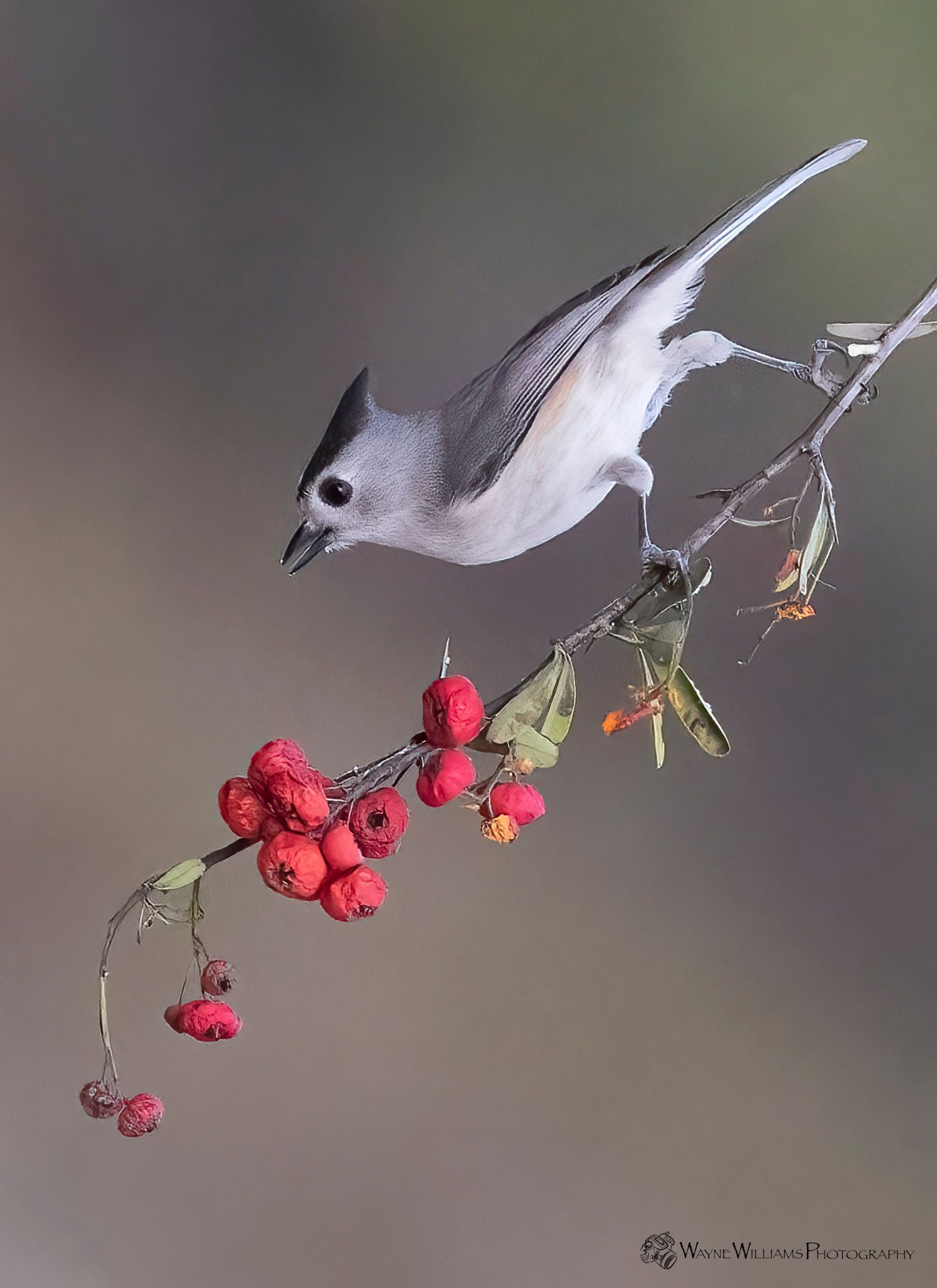 A small bird is perched on a branch with red berries.