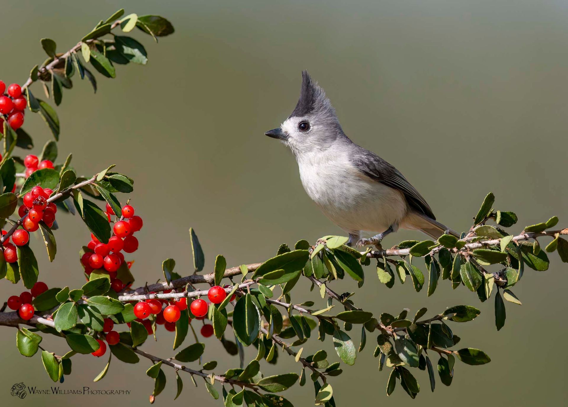 A small bird perched on a branch with red berries