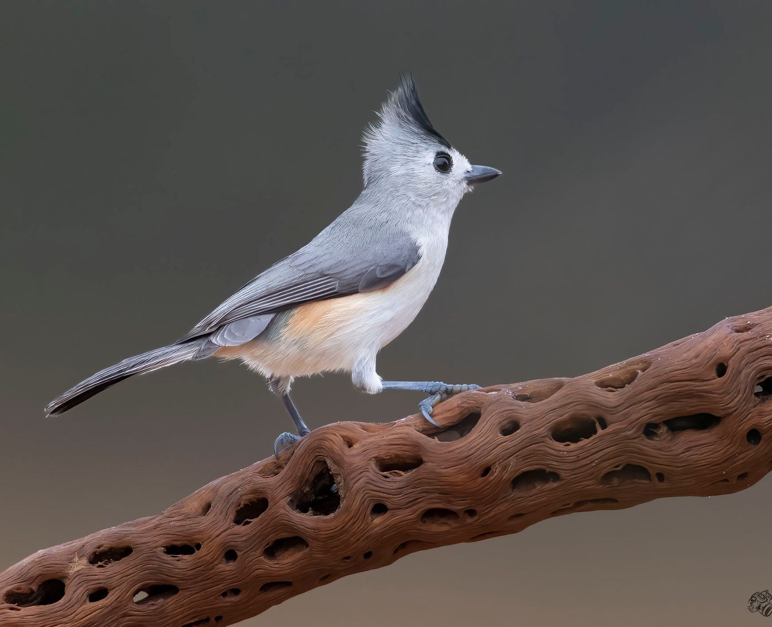 A small bird perched on a branch with holes in it.
