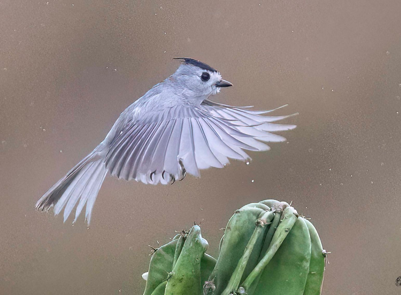 A small bird is flying over a cactus.