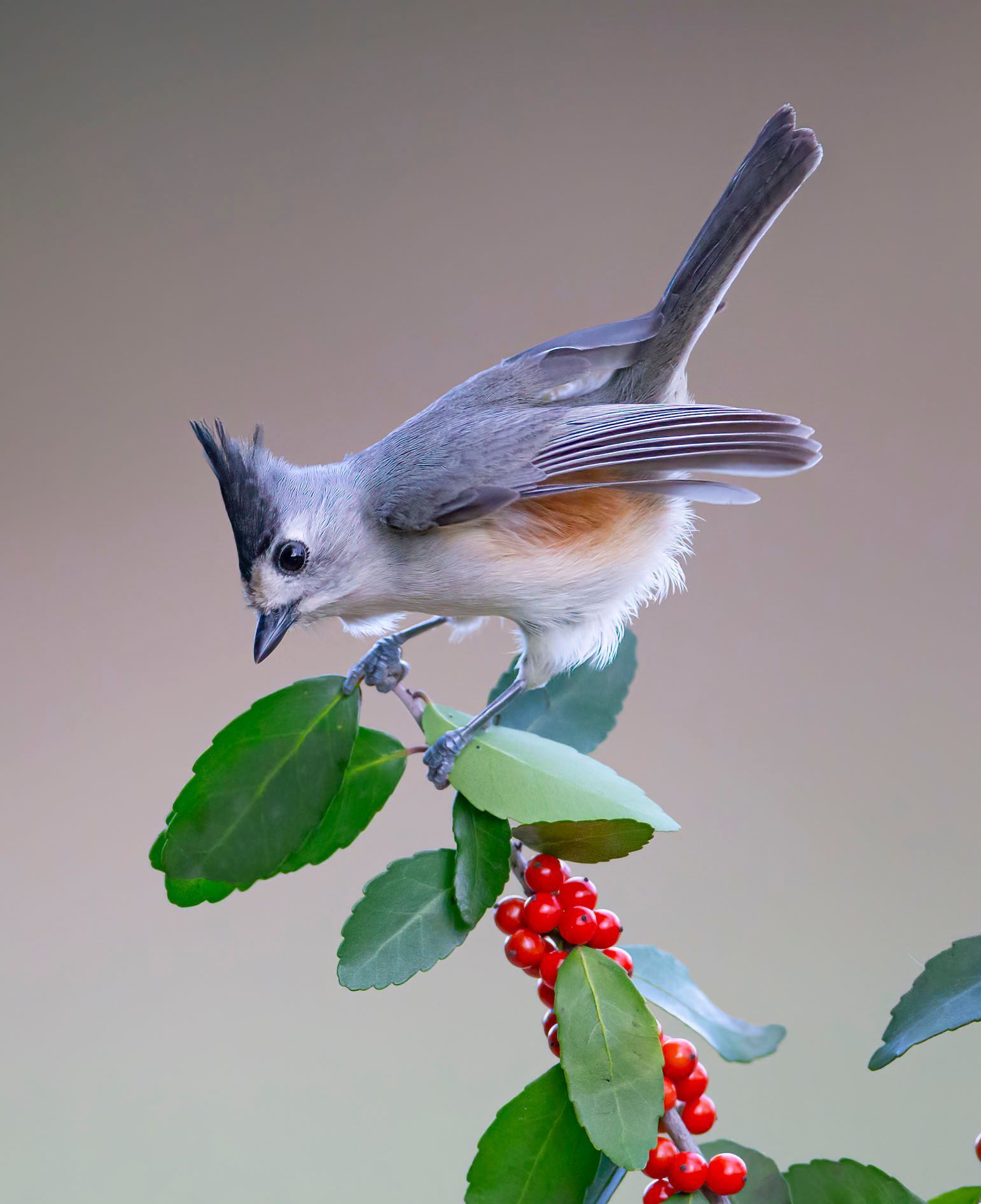 A small bird perched on a branch with red berries.