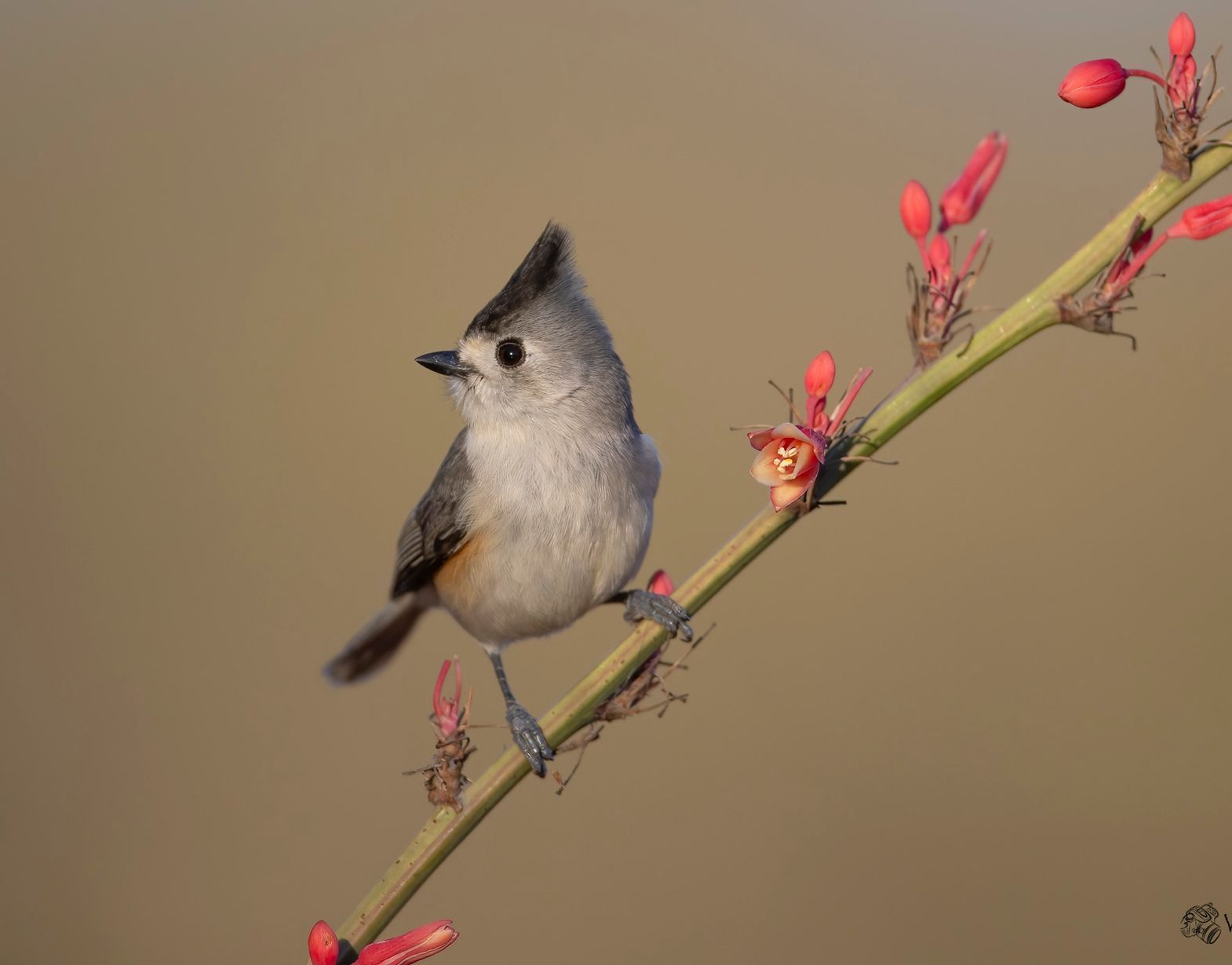 A small bird perched on a branch with red flowers.