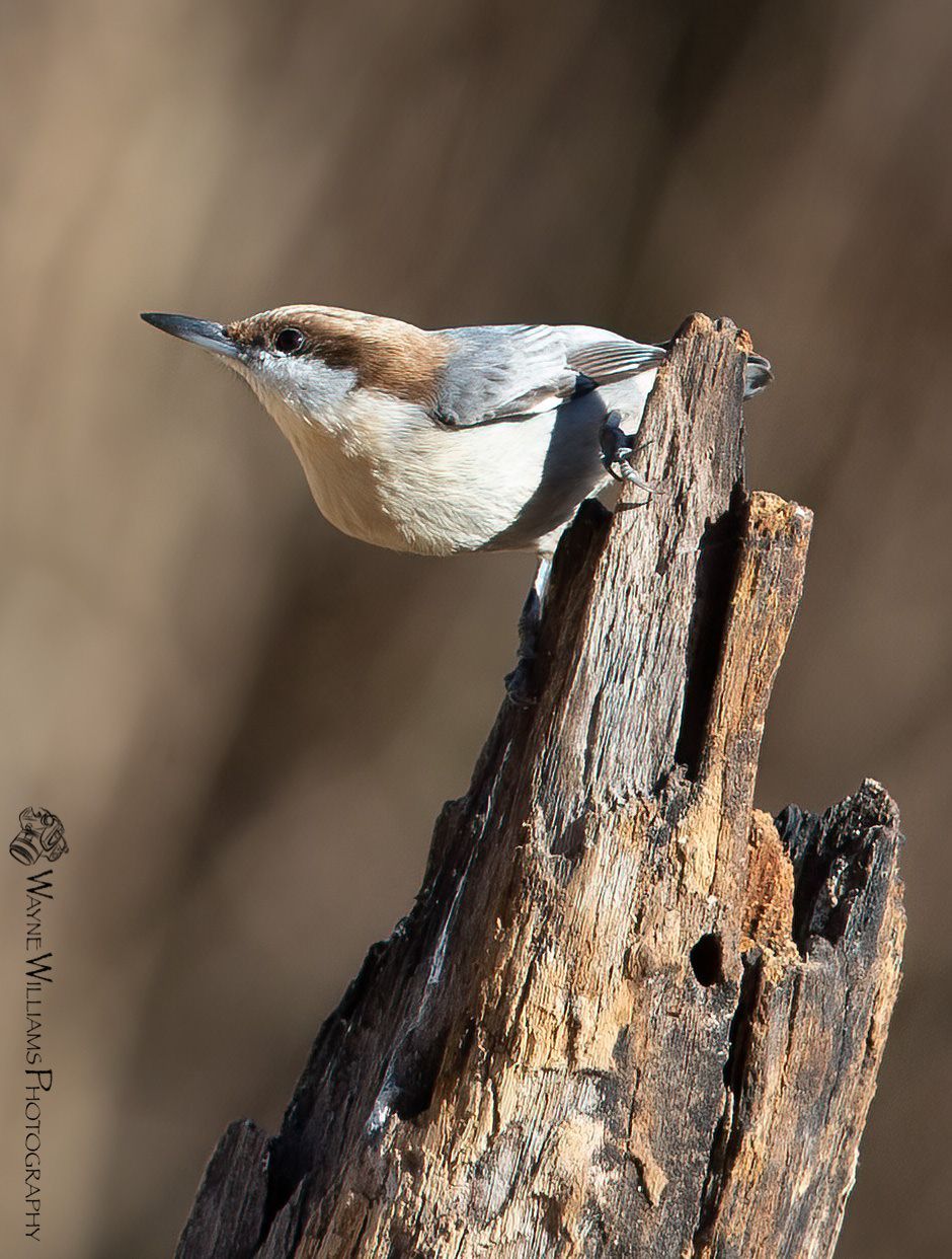A small bird perched on top of a tree stump
