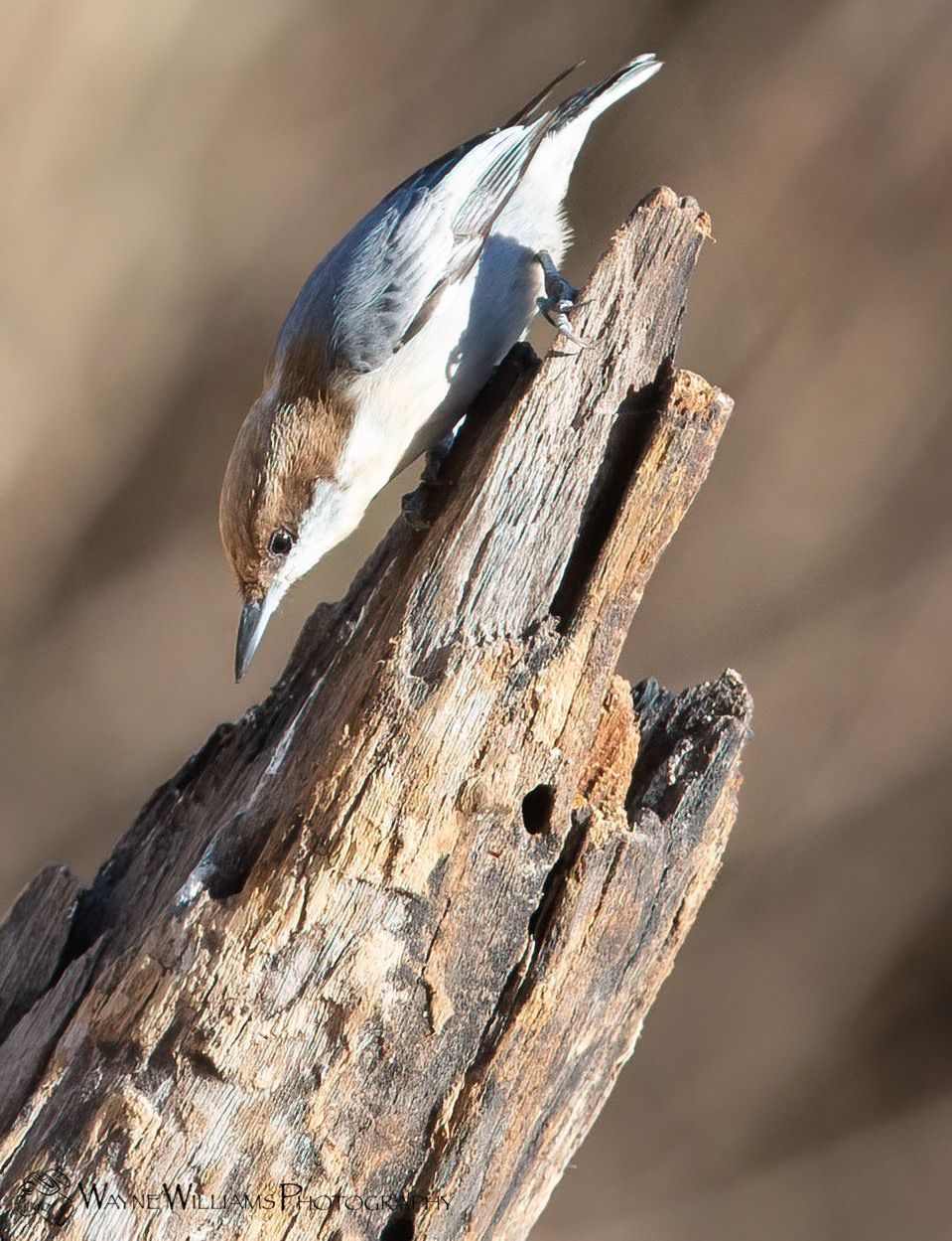 A small bird perched on a piece of wood