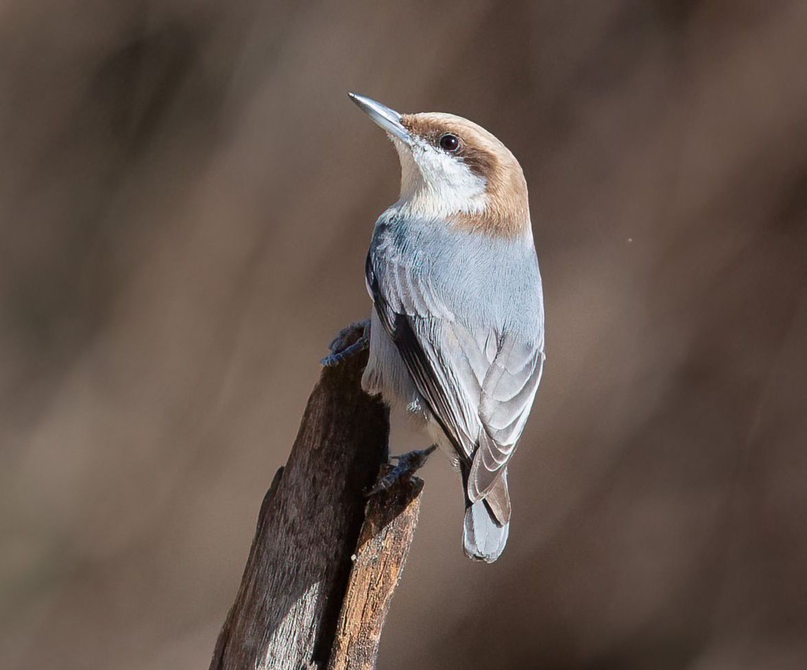 A small bird perched on a branch with the website www.wildlife.net in the background