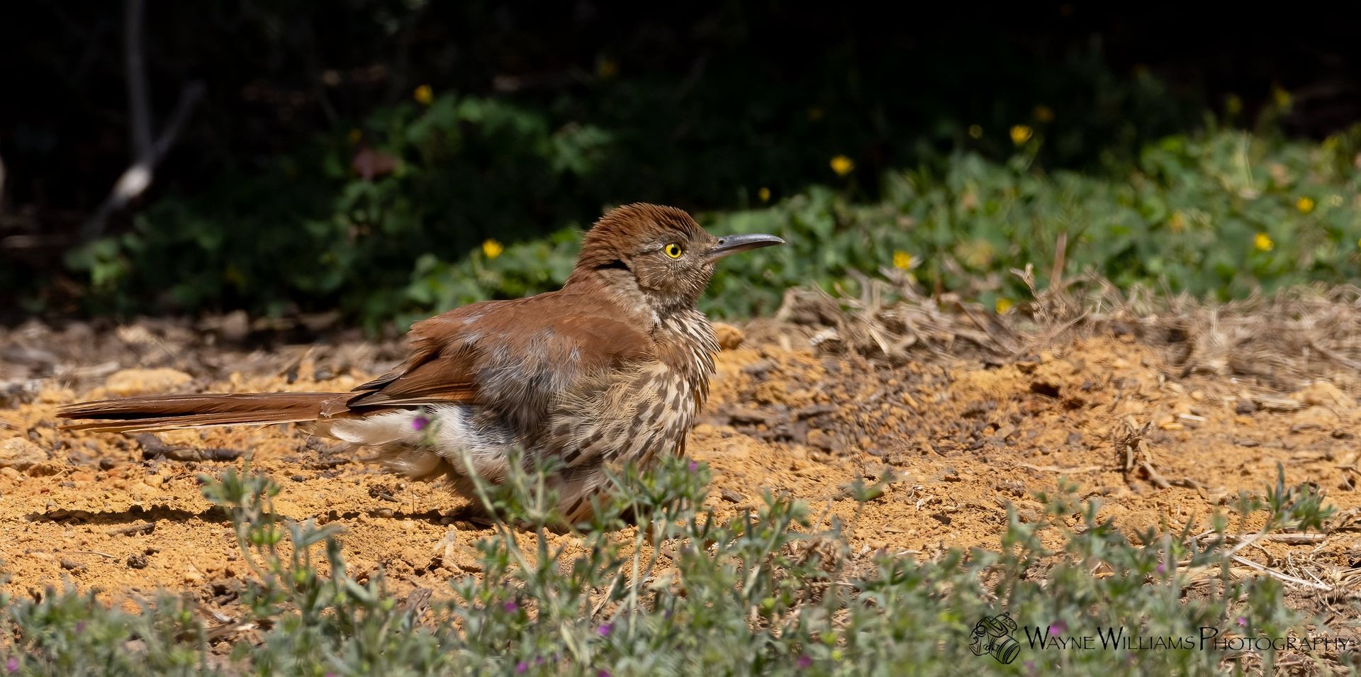 A small brown bird is standing on top of a dirt field.