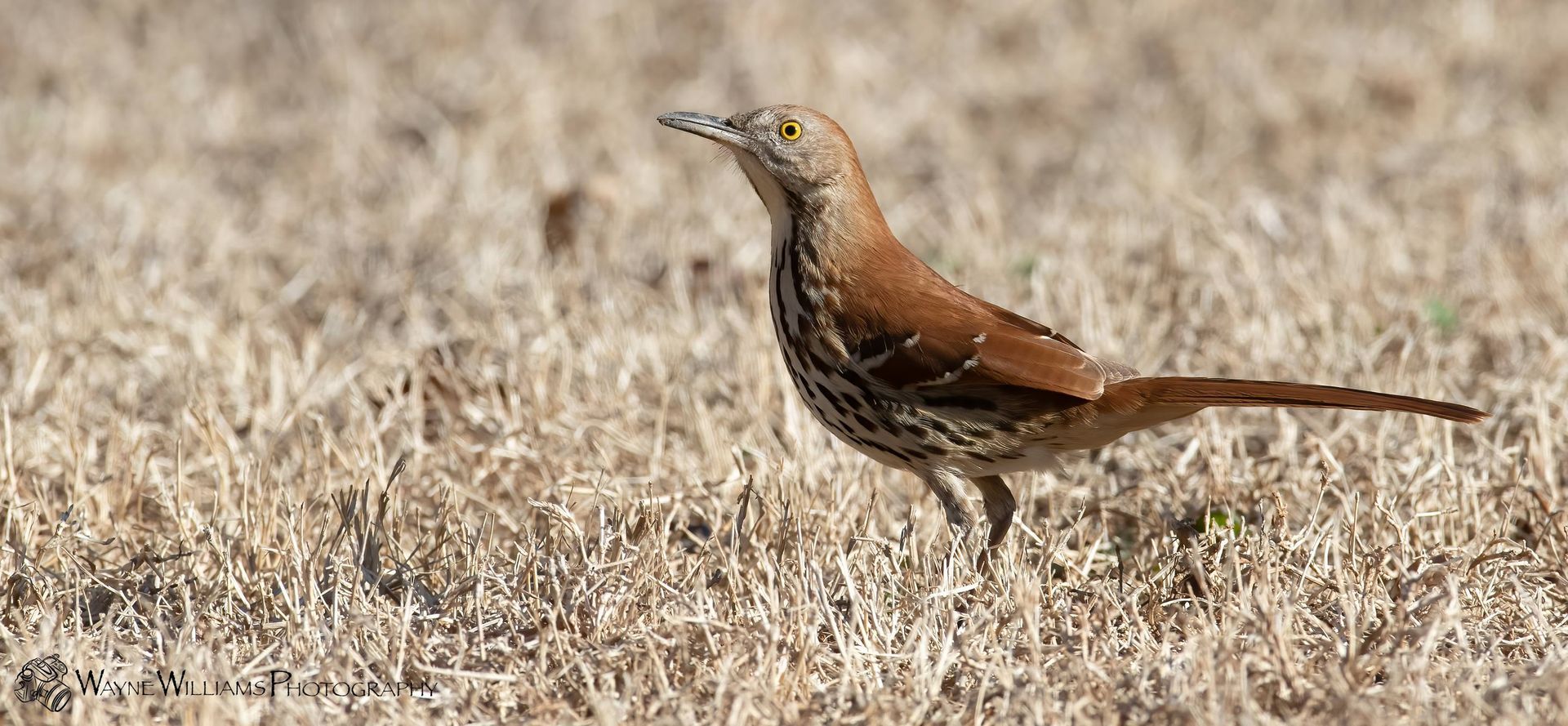 A small brown bird is standing in a field of dry grass.