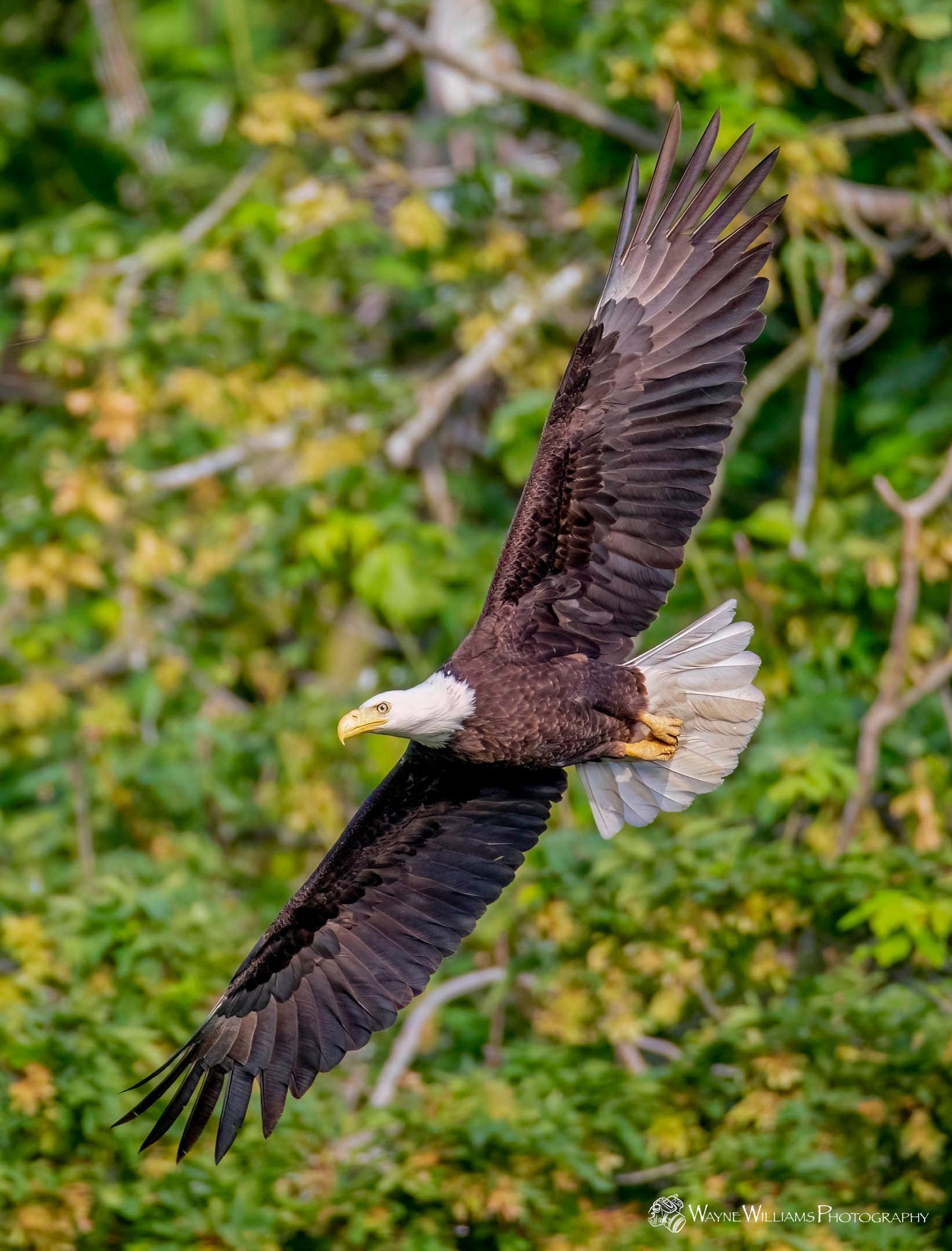 A bald eagle is flying over a forest.