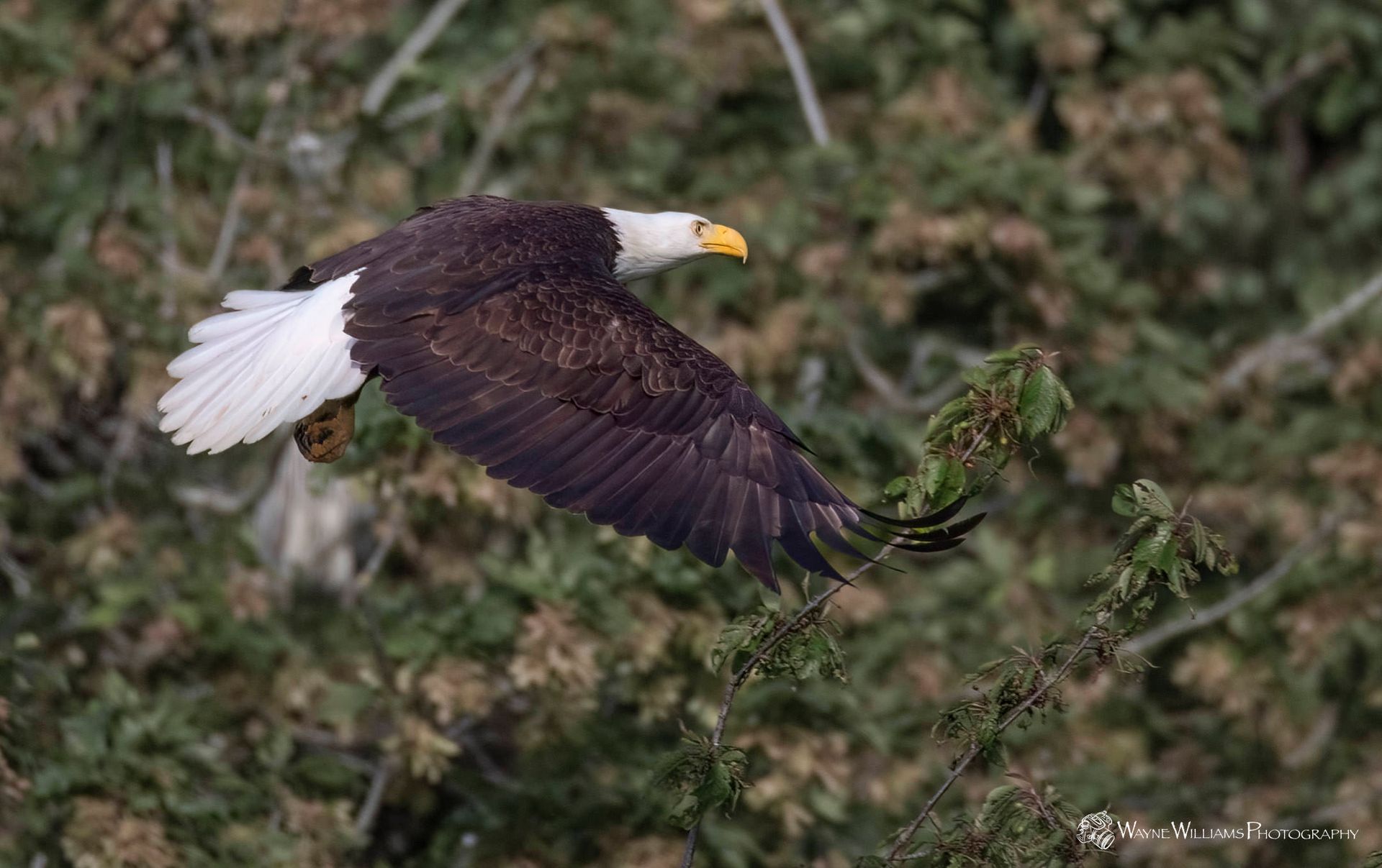 A bald eagle is flying over a tree branch.