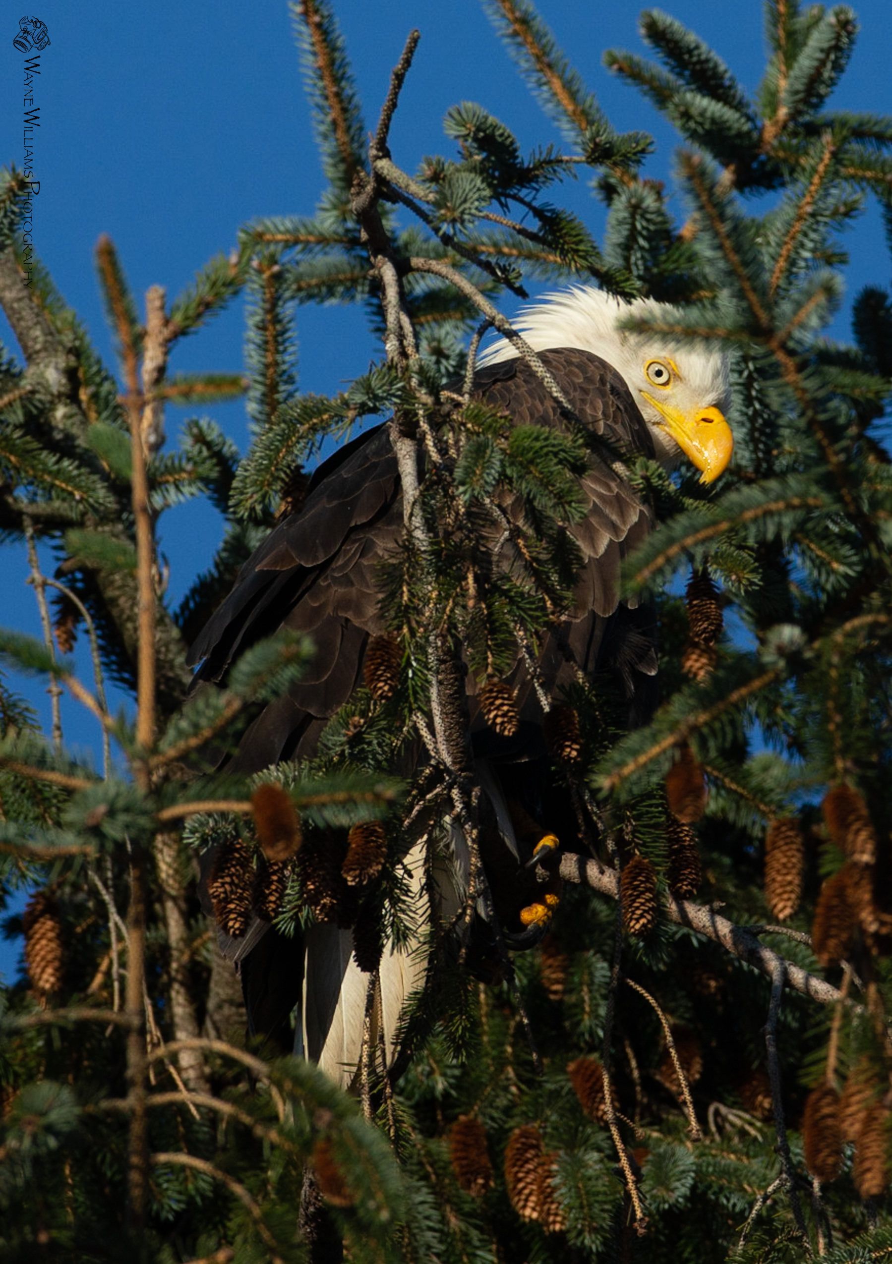 A bald eagle perched on top of a pine tree