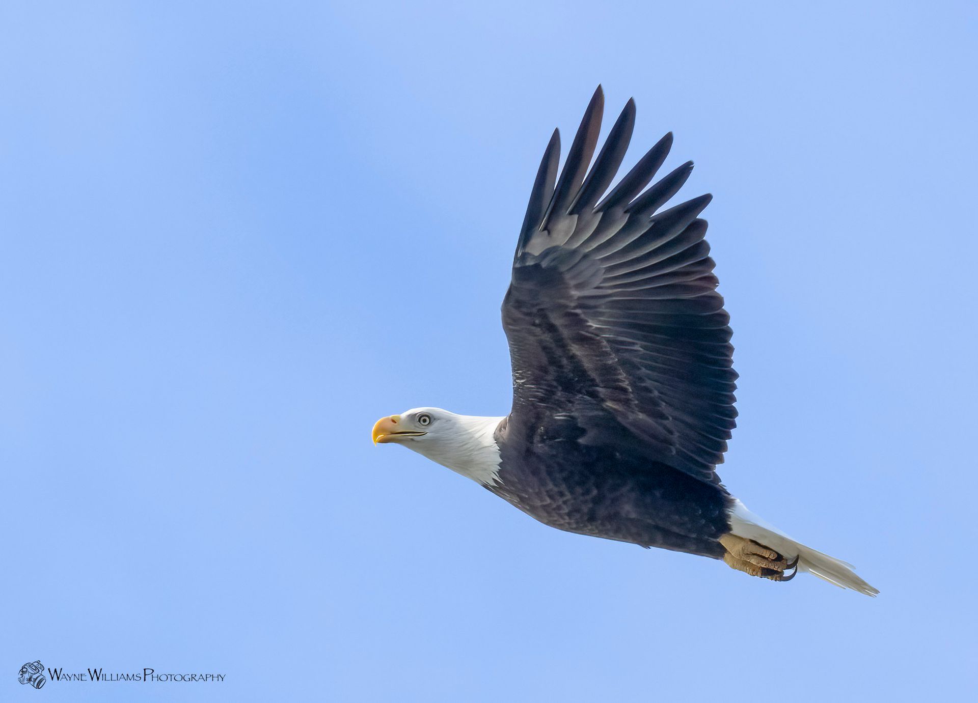 A bald eagle is flying through a clear blue sky.