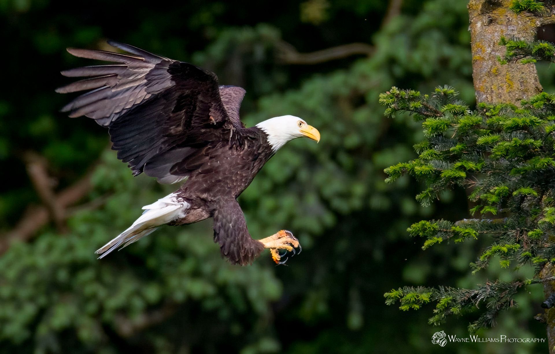 A bald eagle is flying over a tree with a piece of food in its beak.