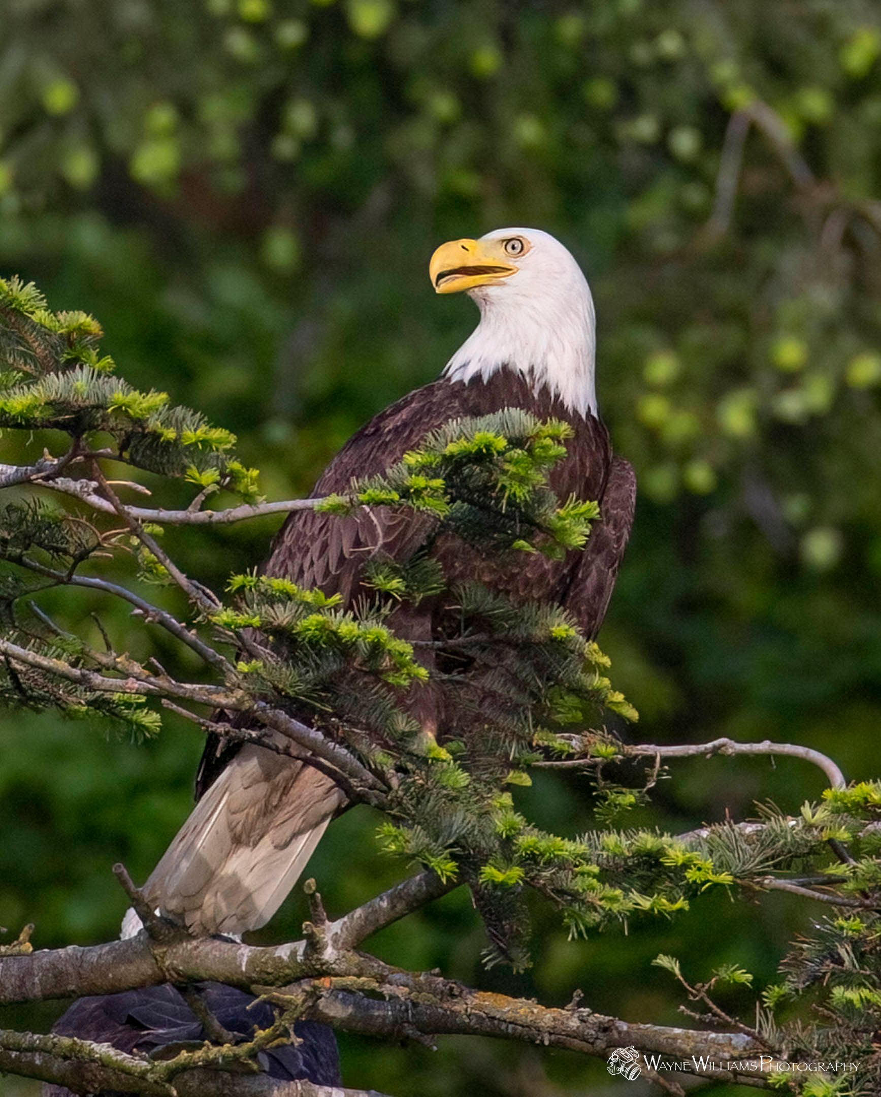 A bald eagle perched on a tree branch with a yellow beak.