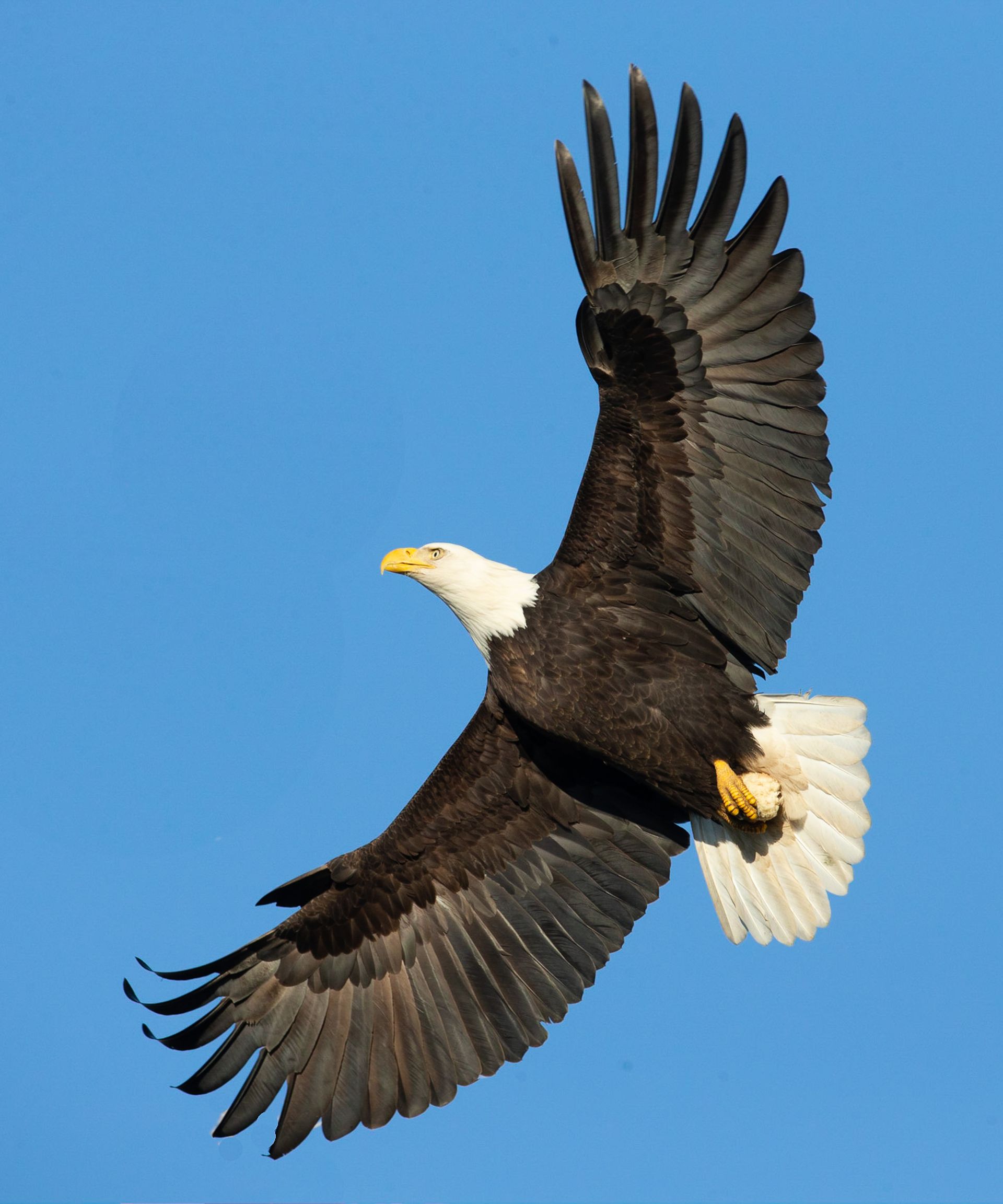 A bald eagle is flying through a blue sky
