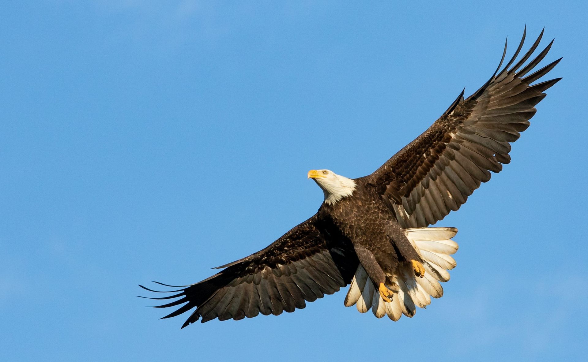 A bald eagle is flying through a blue sky with its wings spread.