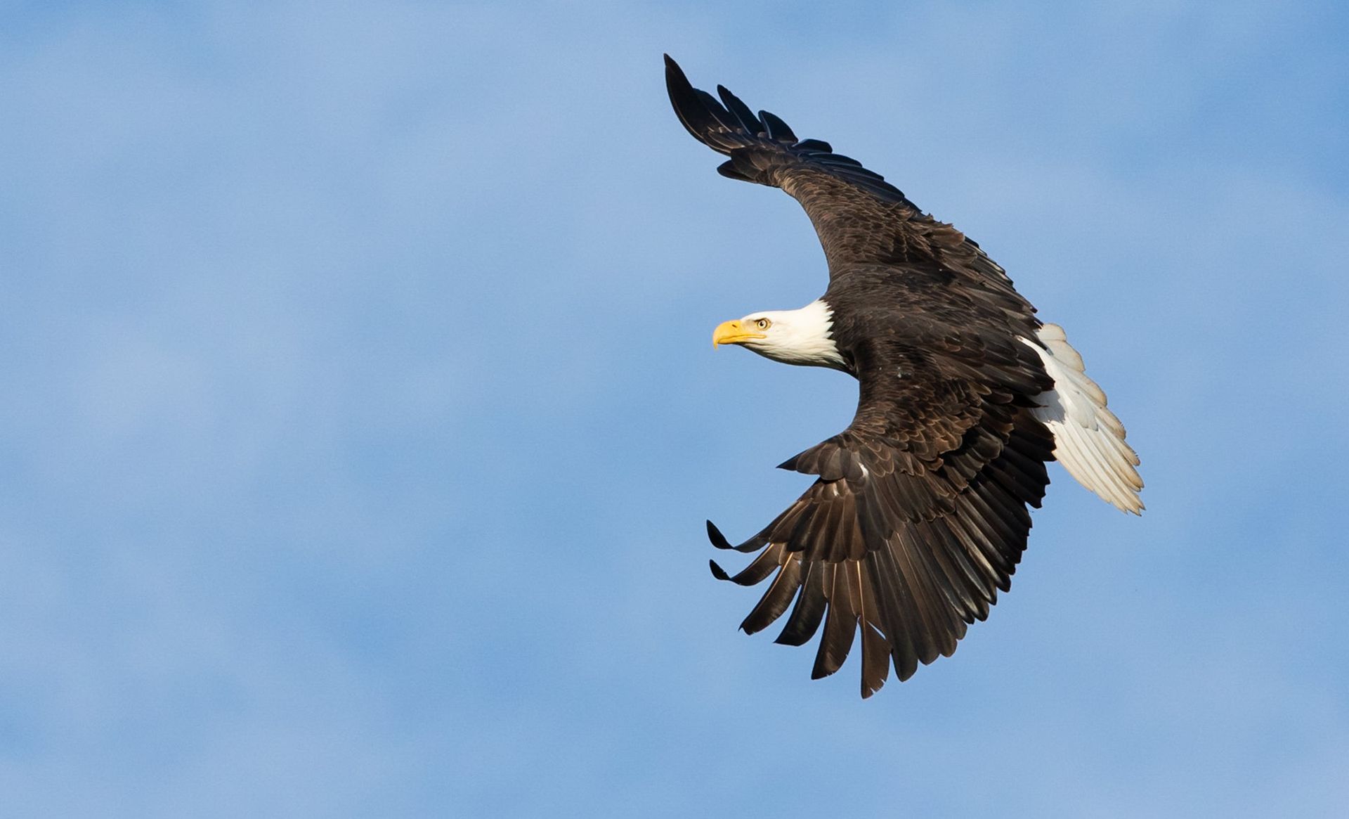 A bald eagle is flying through a blue sky