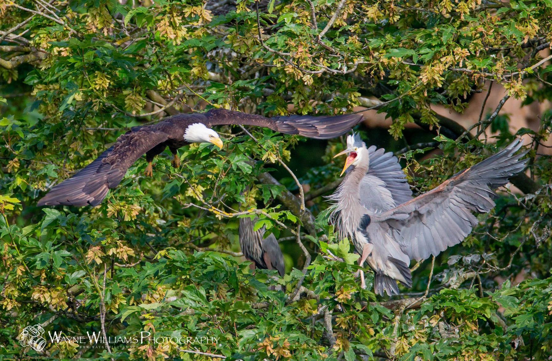 A bald eagle and a heron are fighting in a tree.