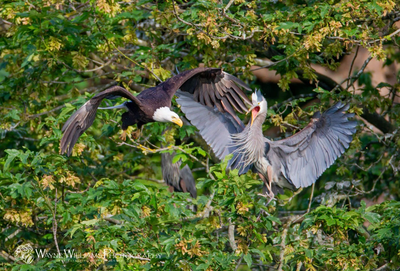 A bald eagle and a great blue heron are fighting in a tree.