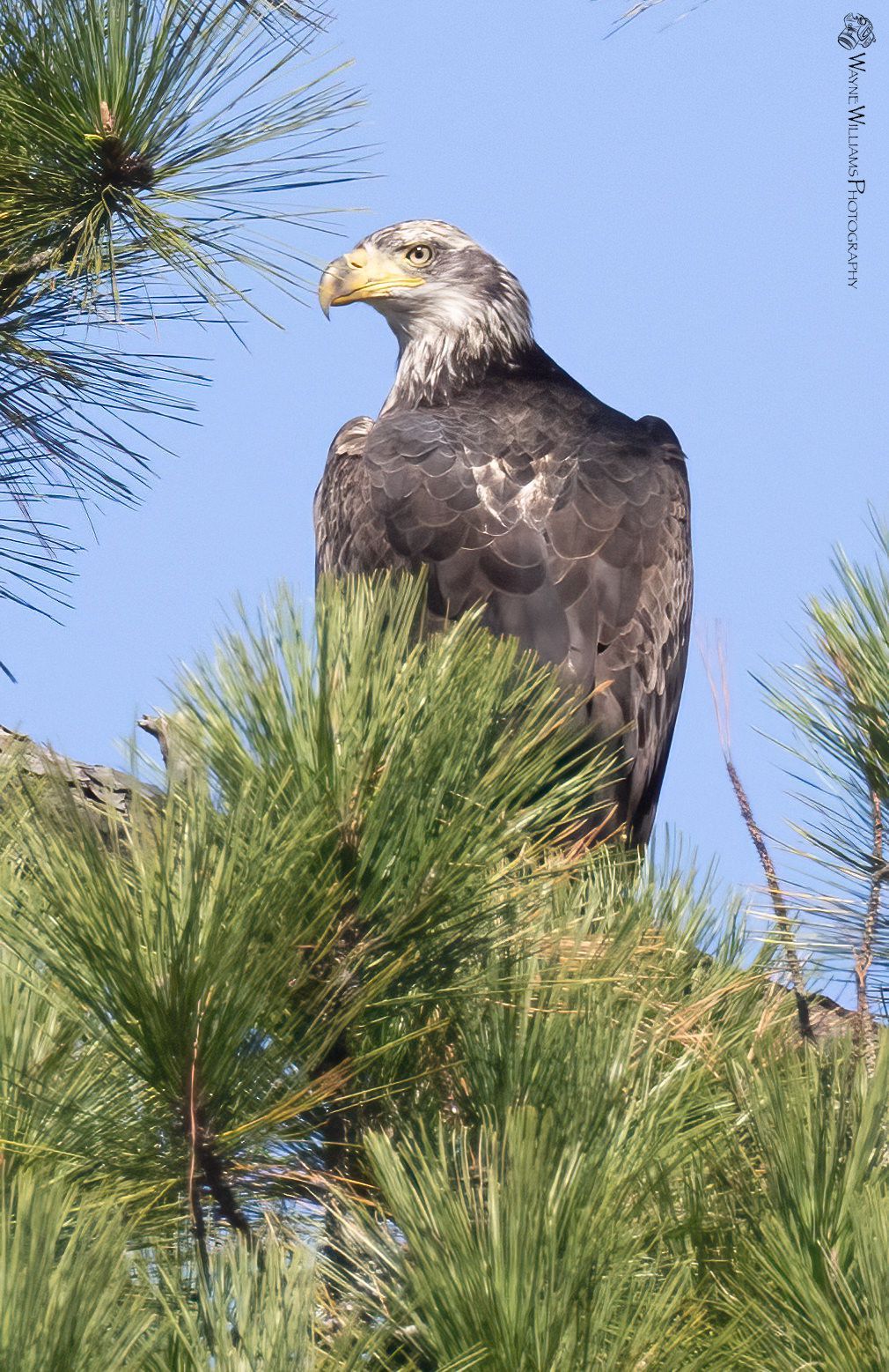 A bald eagle perched on top of a pine tree