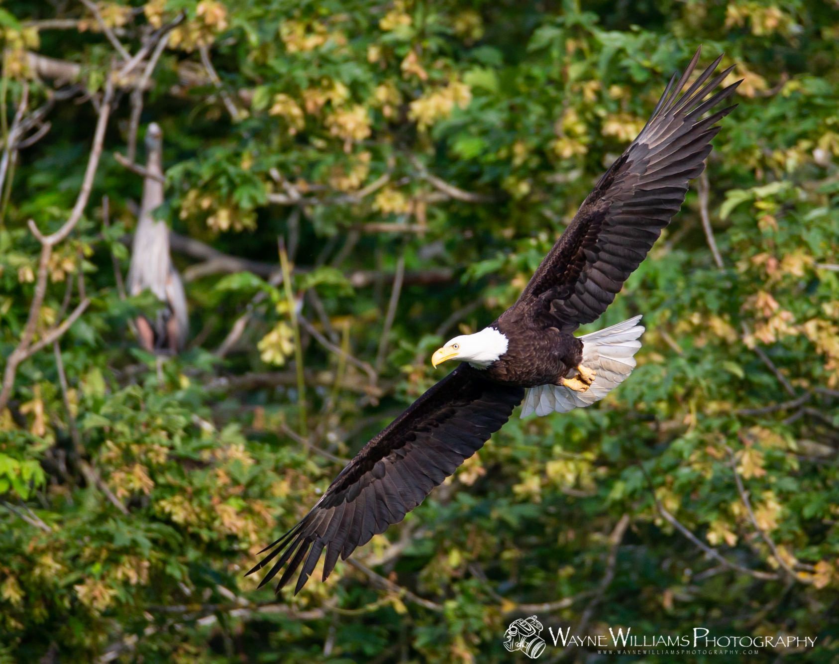 A bald eagle is flying over a tree.