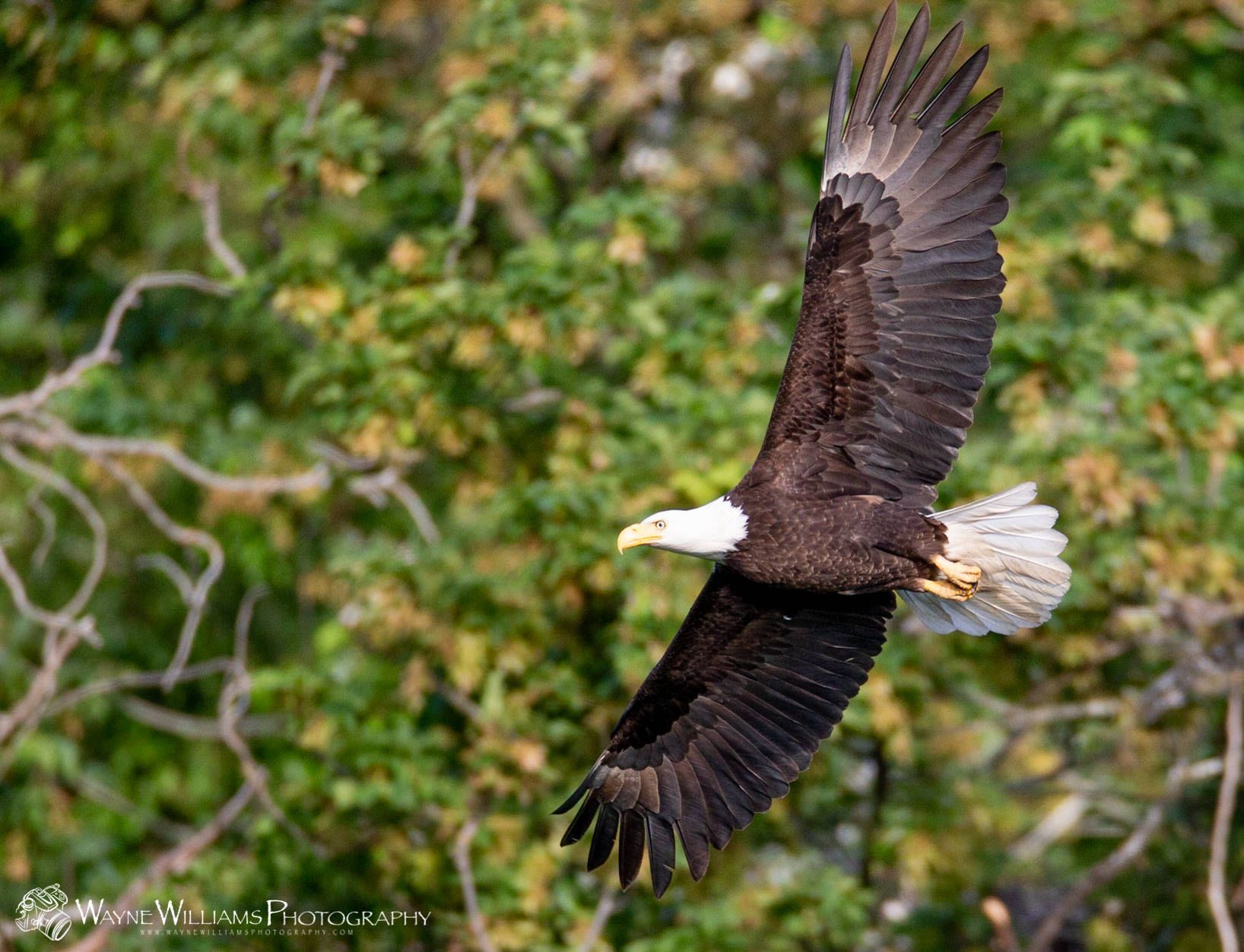 A bald eagle is flying over a tree with its wings spread.