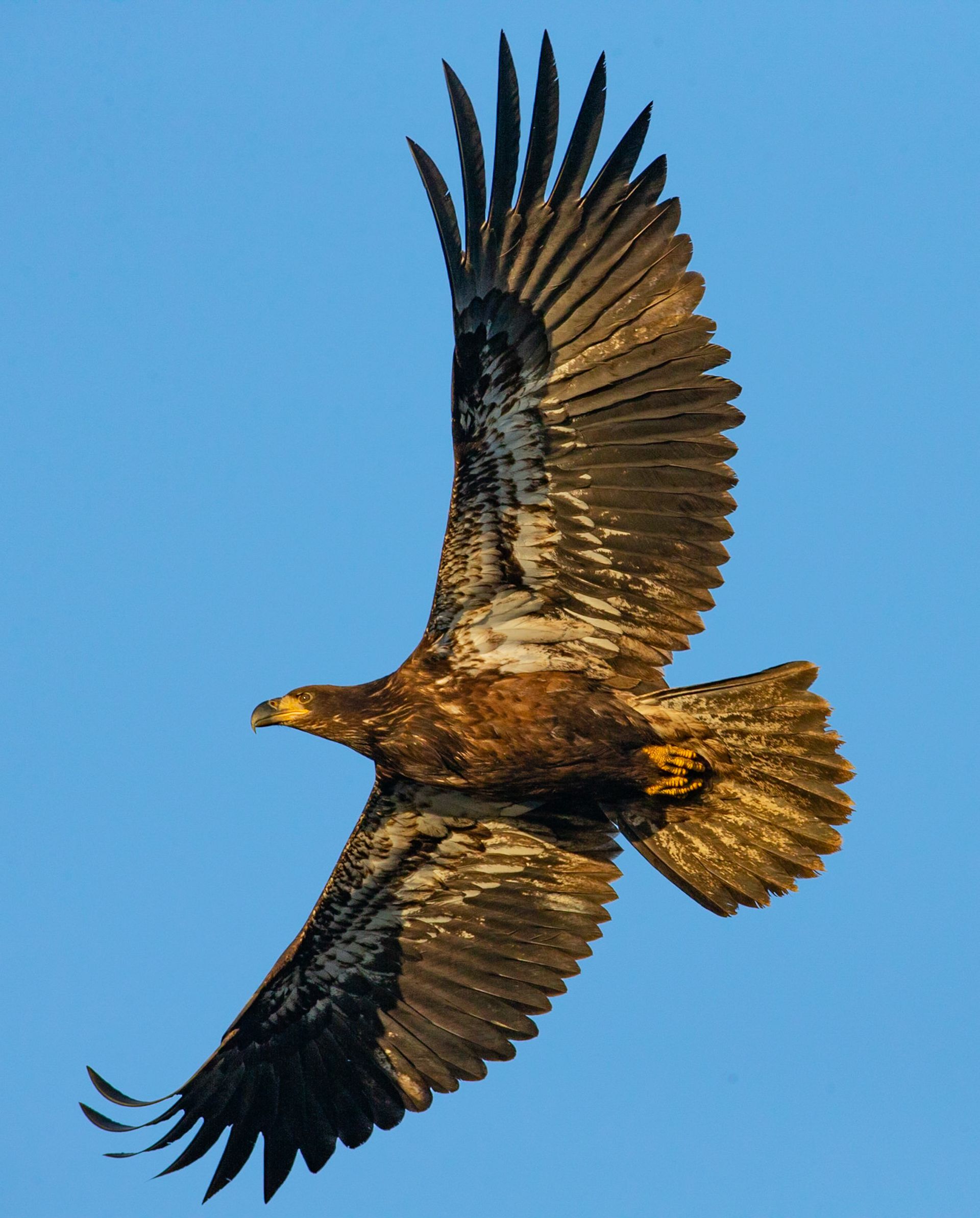 An eagle is flying through a blue sky with its wings spread