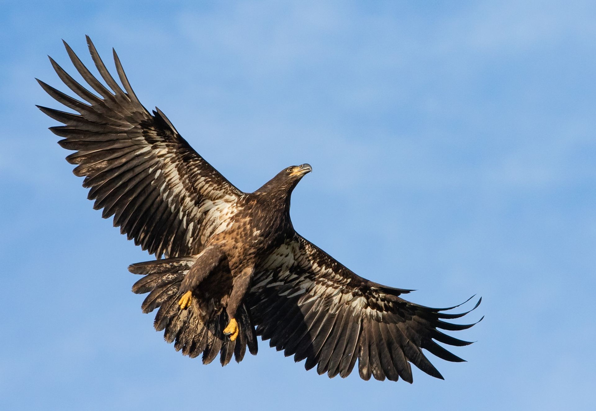A bald eagle is flying through a blue sky with its wings spread