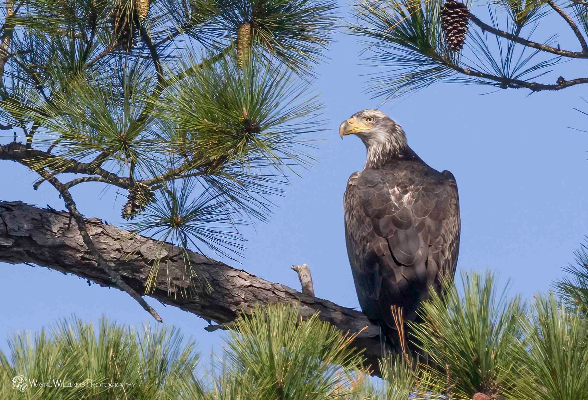 A bald eagle perched on a branch of a pine tree.