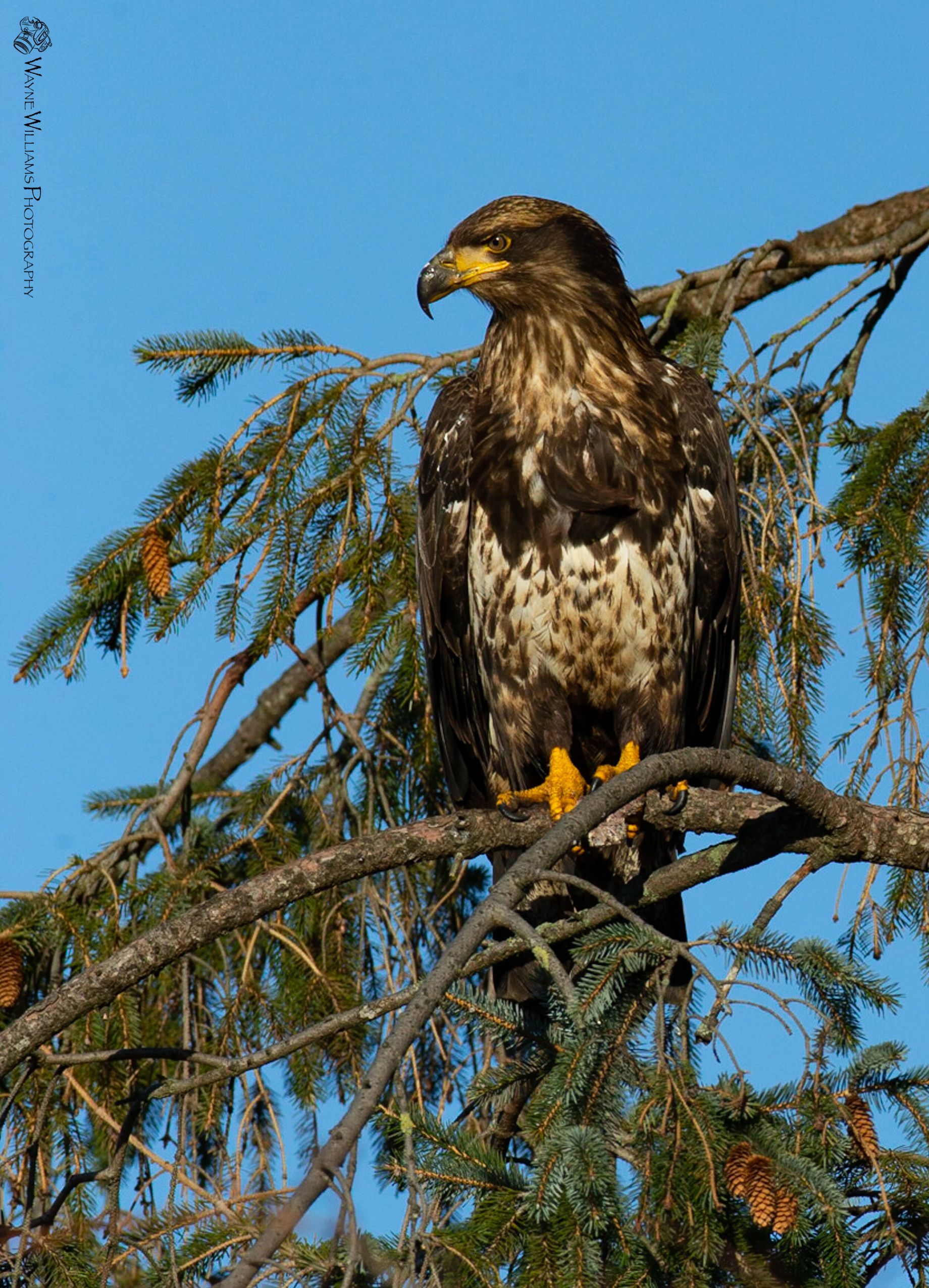 An eagle perched on a tree branch with a blue sky in the background