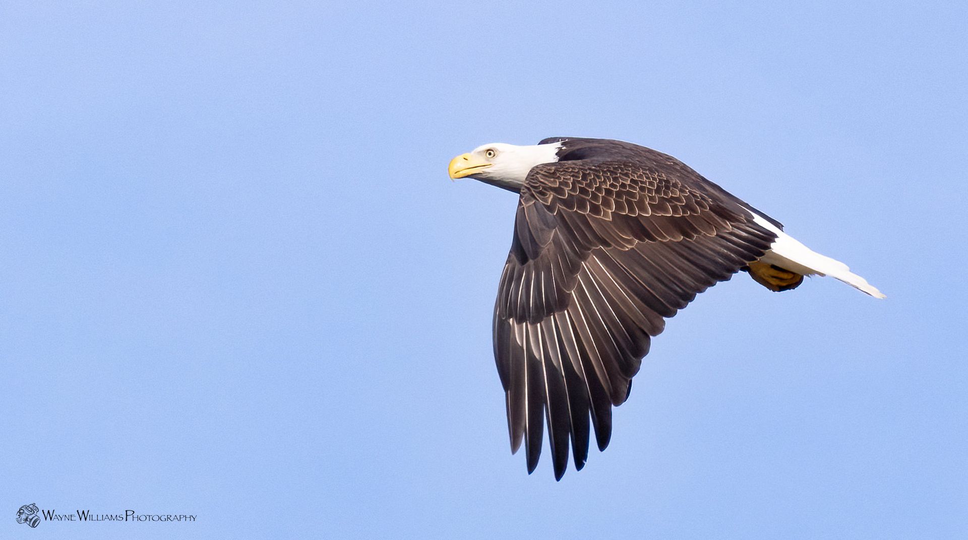 A bald eagle is flying through a blue sky