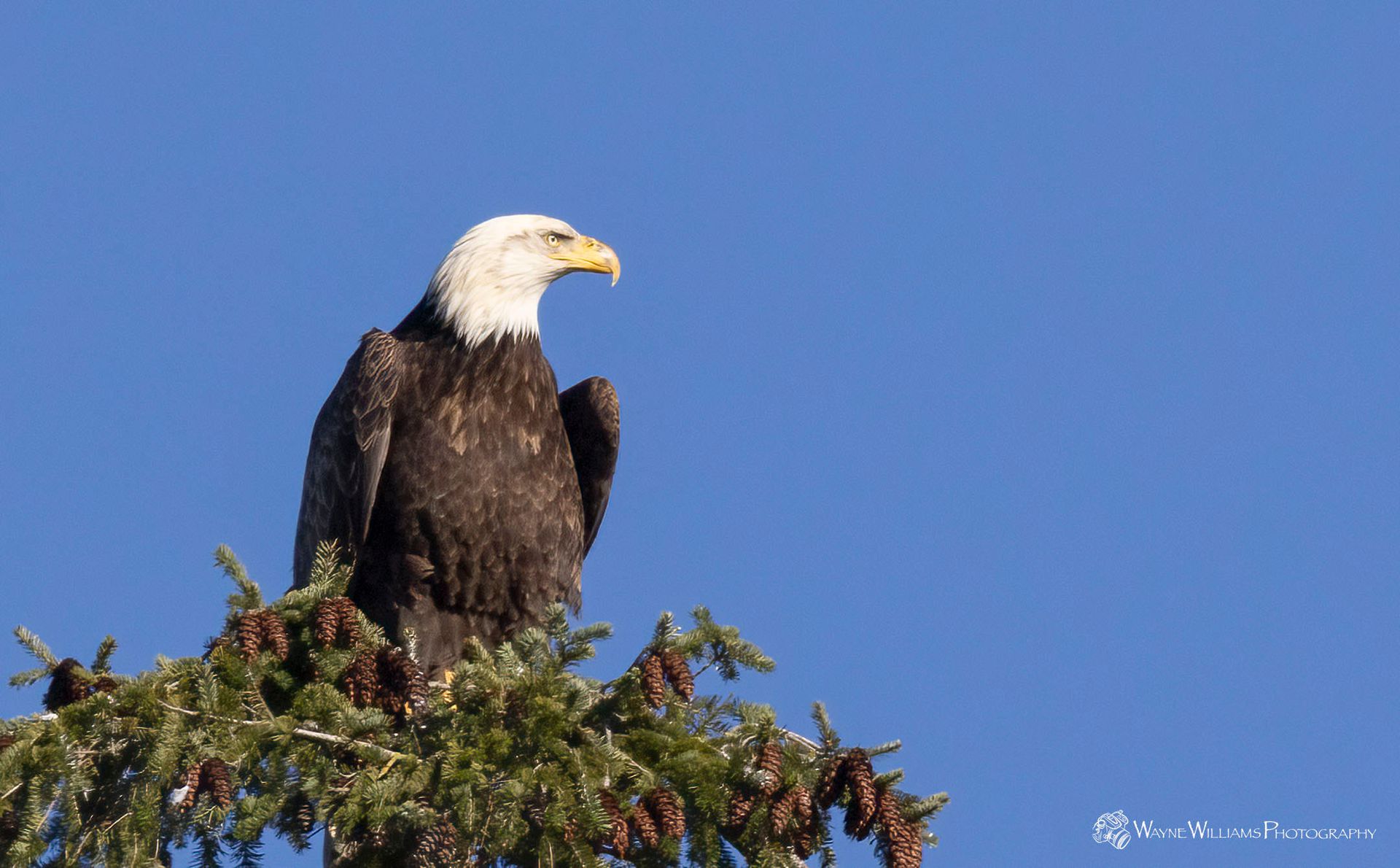 A bald eagle perched on top of a pine tree