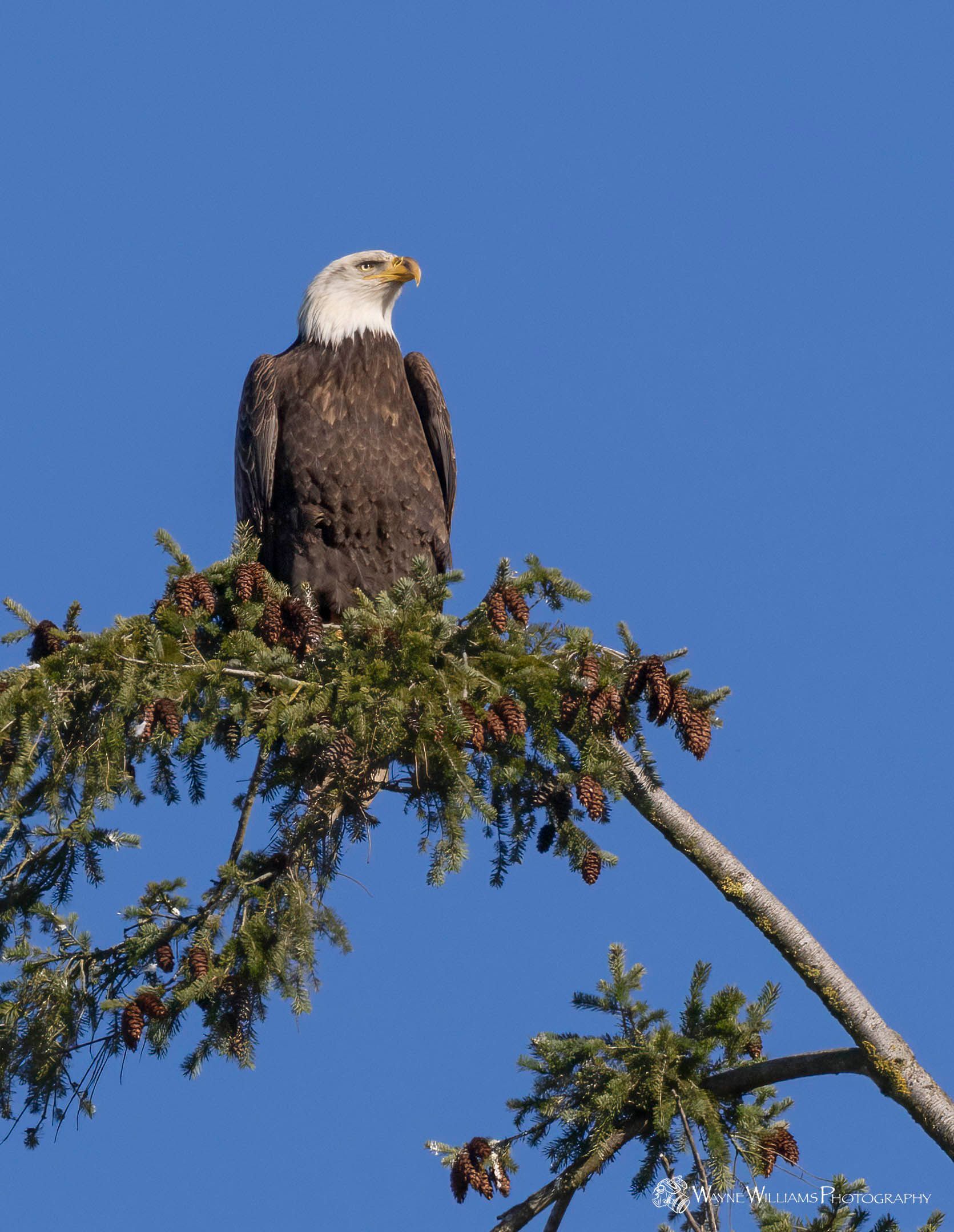 A bald eagle perched on top of a tree branch