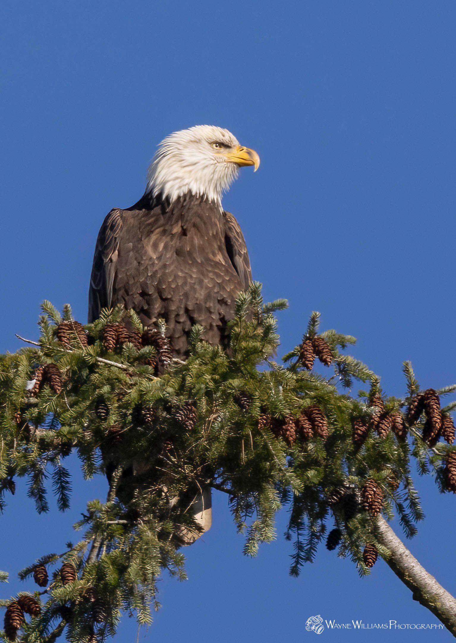 A bald eagle perched on top of a tree branch