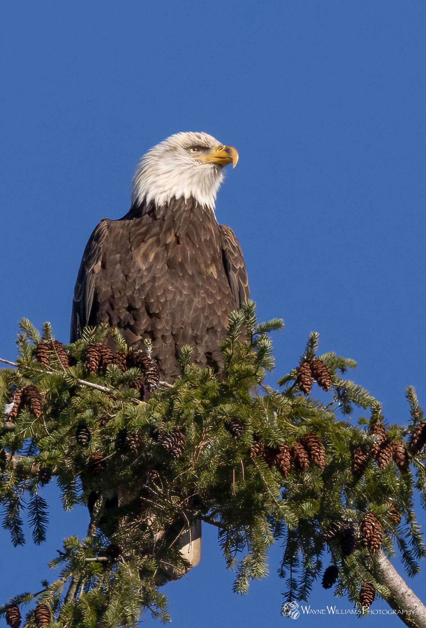 A bald eagle perched on top of a pine tree