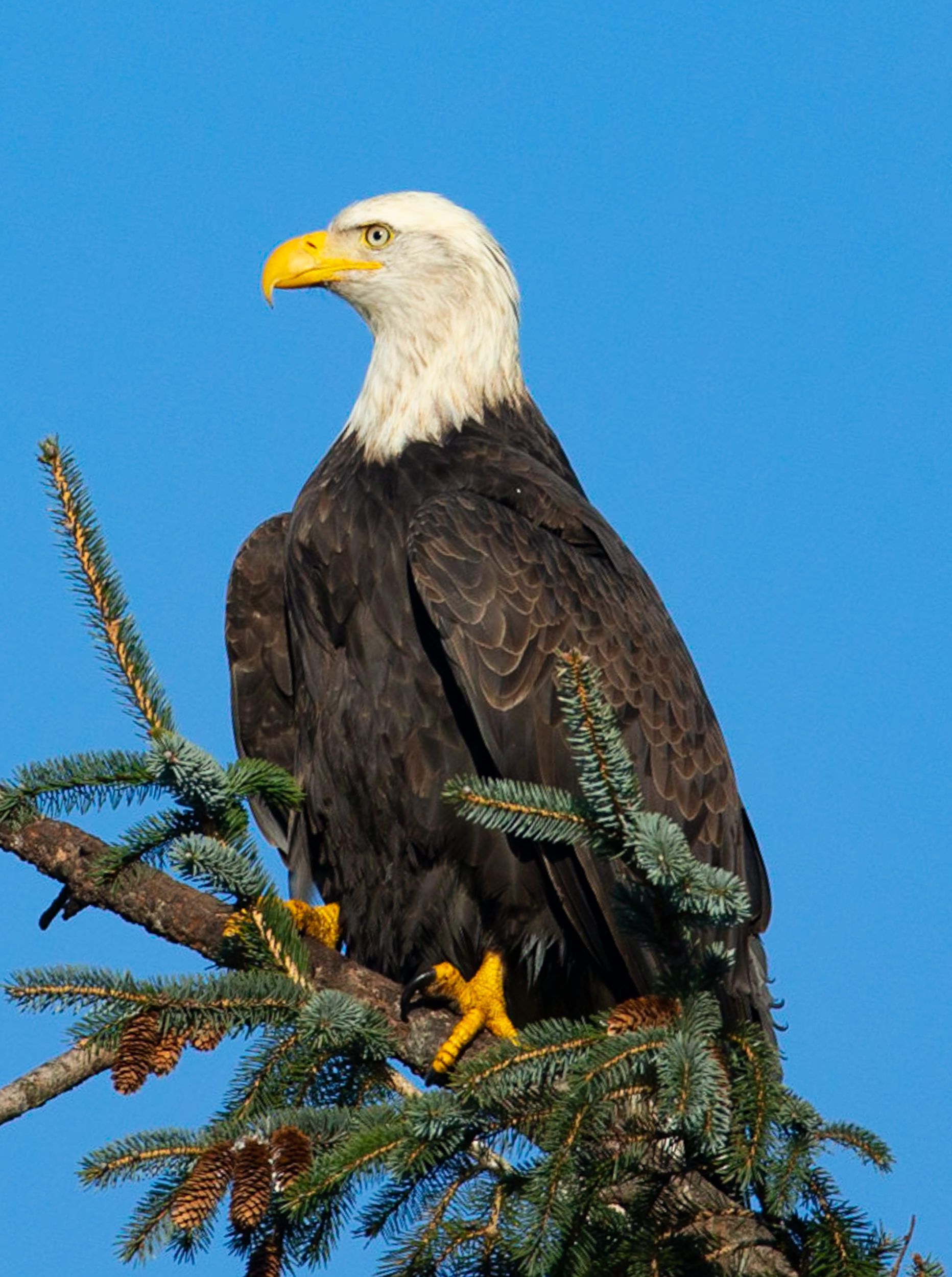 A bald eagle perched on top of a tree branch