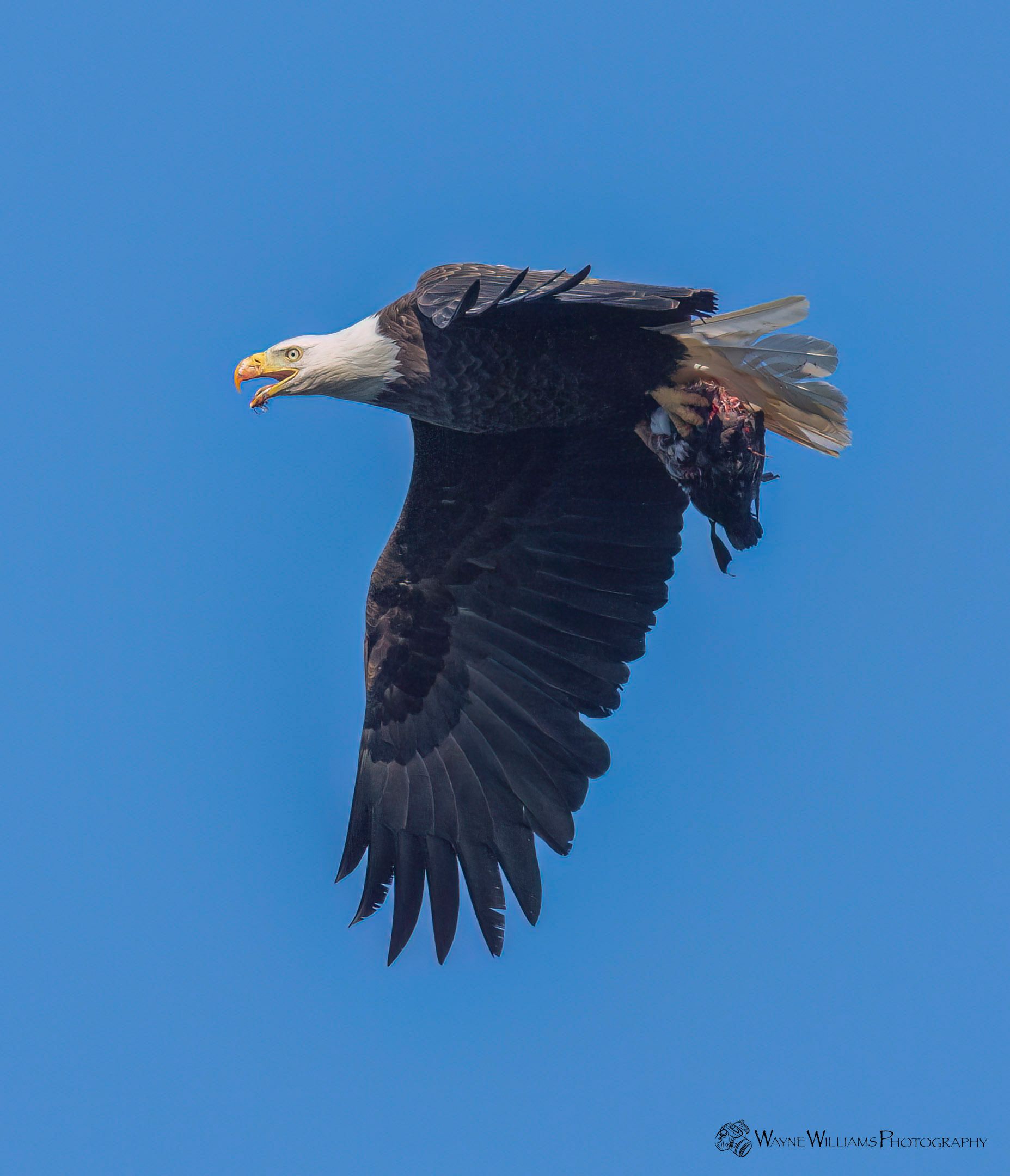 A black and white bird is swimming in the water.