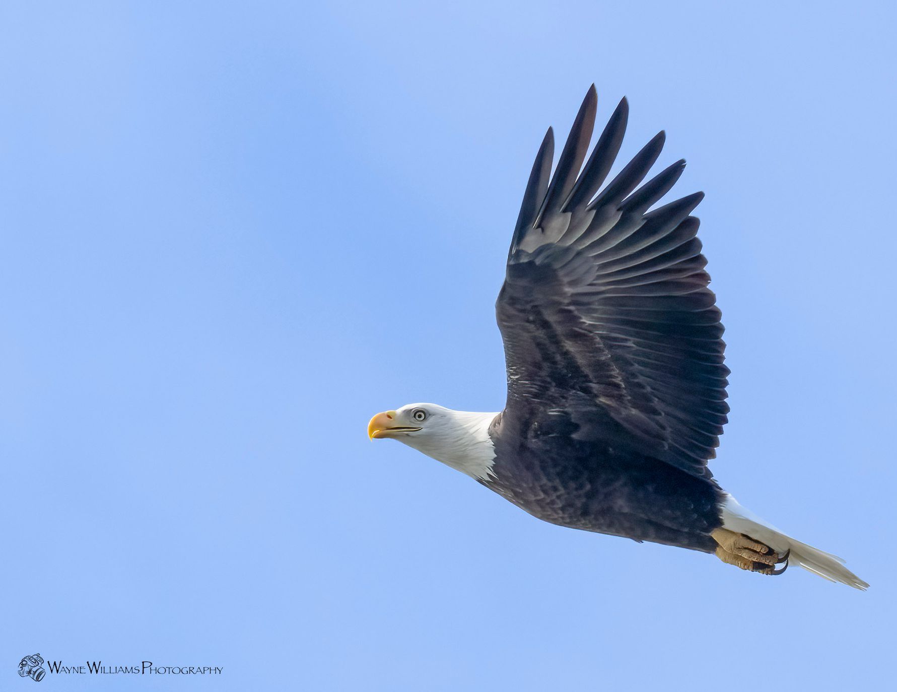 A bald eagle is flying through a clear blue sky.