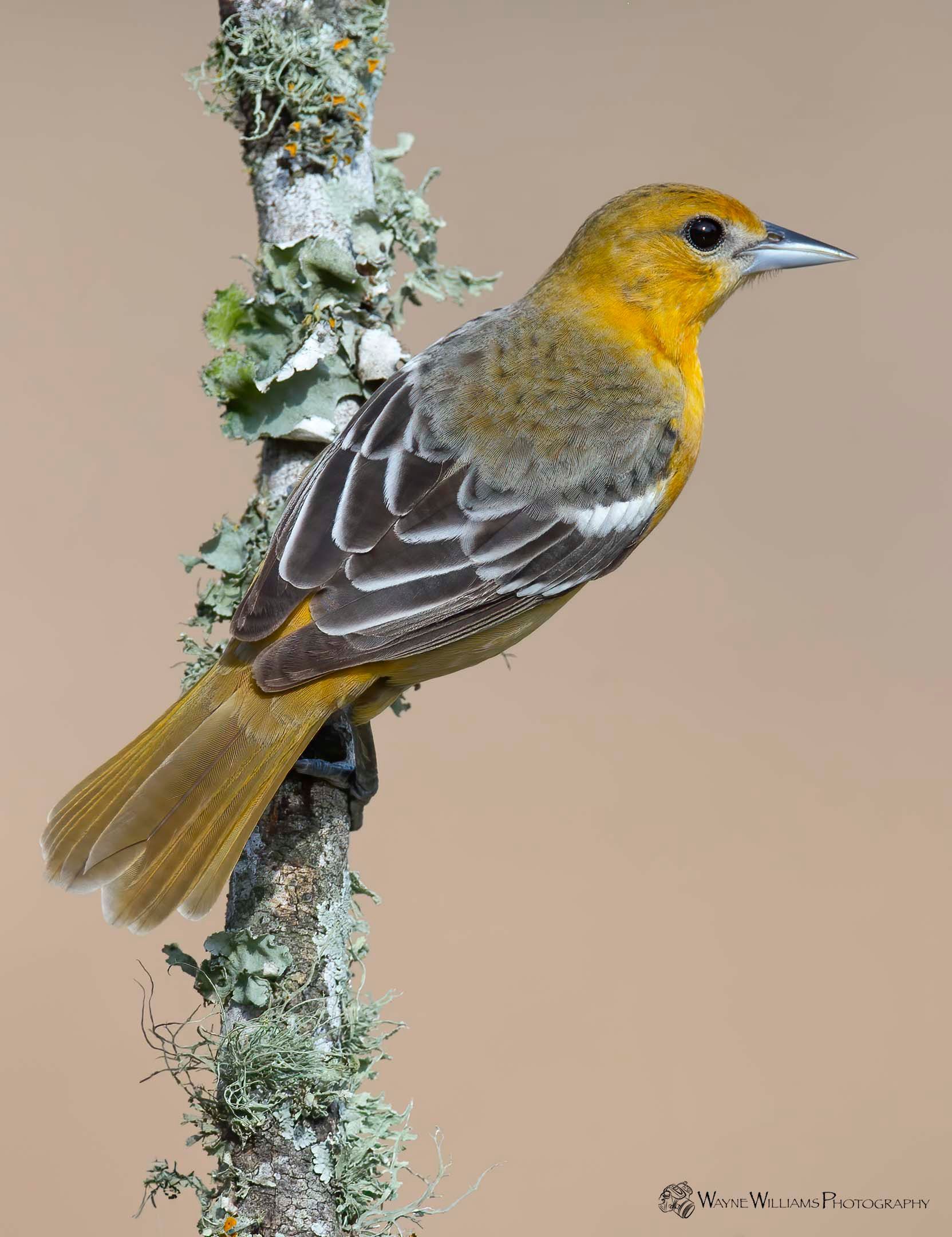 A bird perched on a tree branch with lichen on it