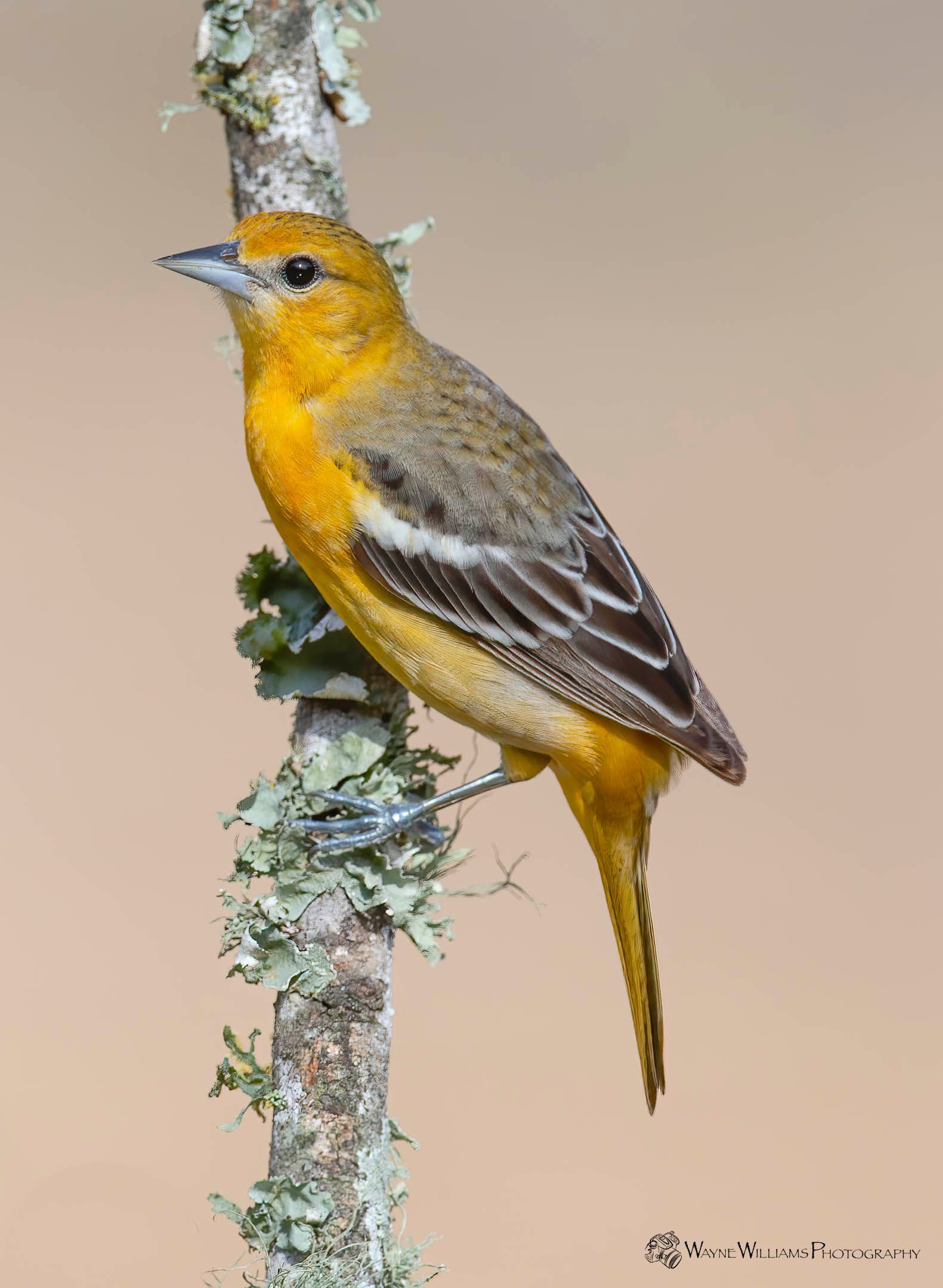 A small yellow and black bird perched on a tree branch