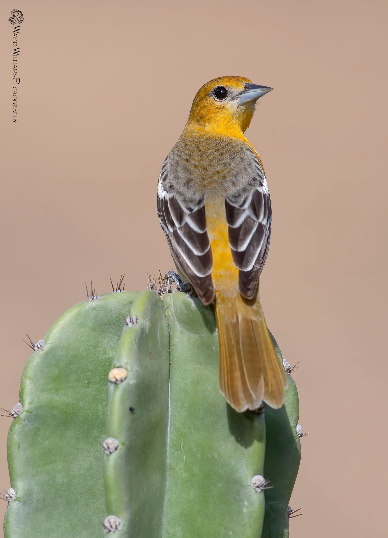 A small bird perched on top of a green cactus