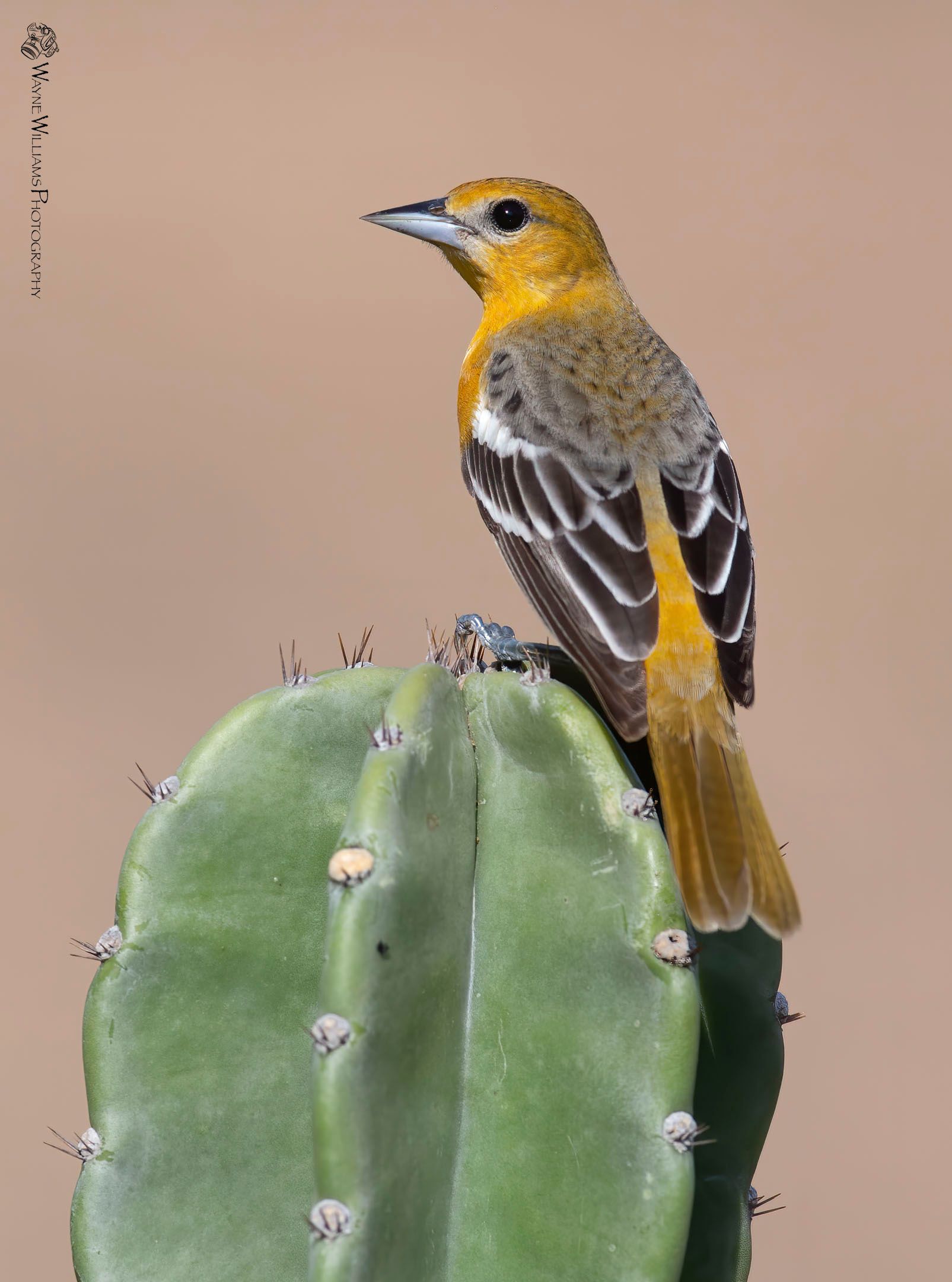 A small bird perched on top of a green cactus