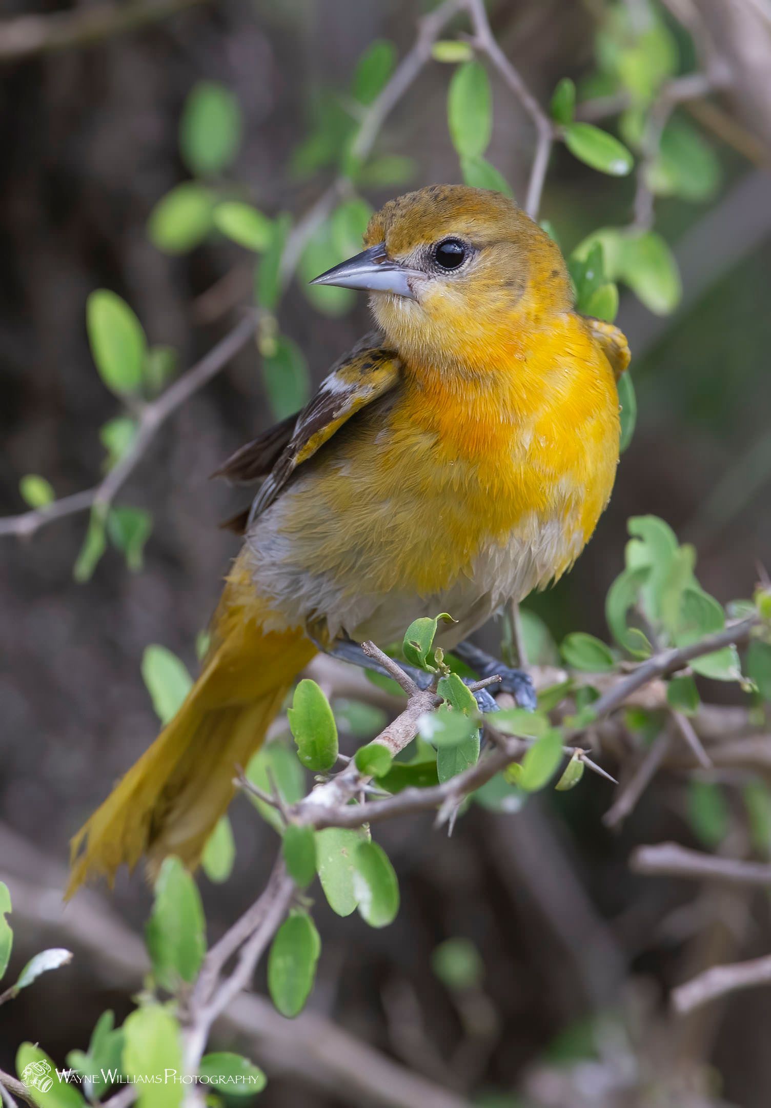 A small yellow bird perched on a tree branch