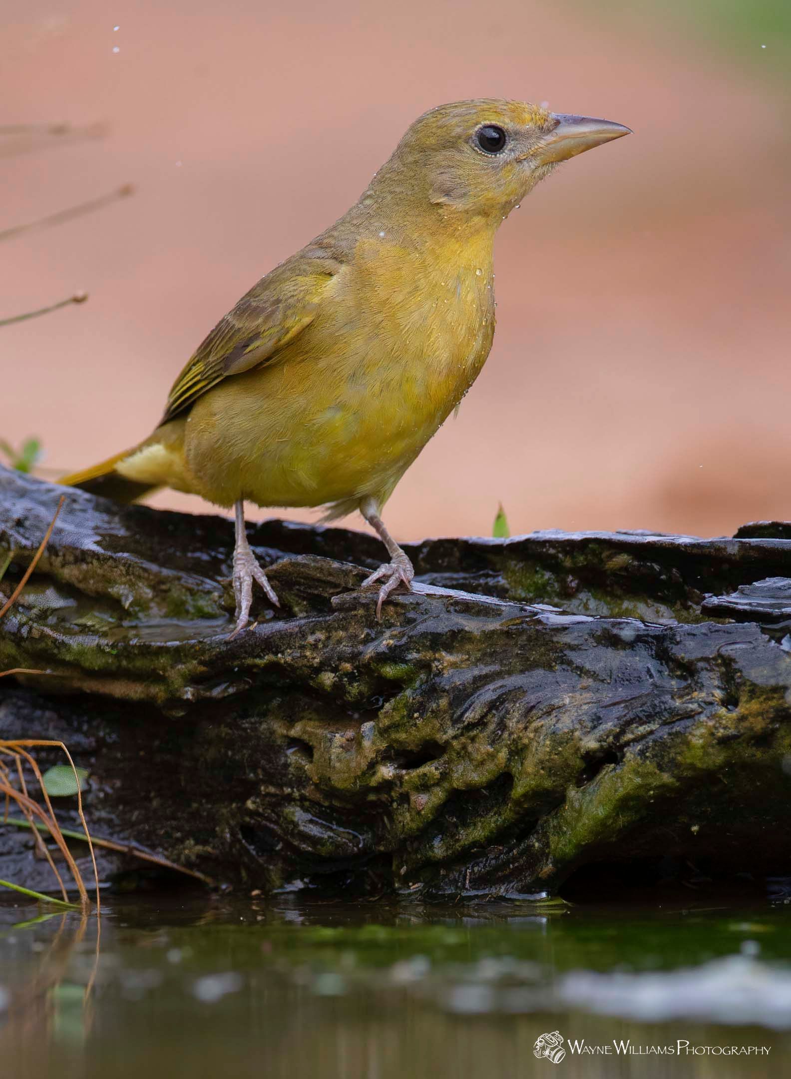 A small yellow bird perched on a log next to a body of water.