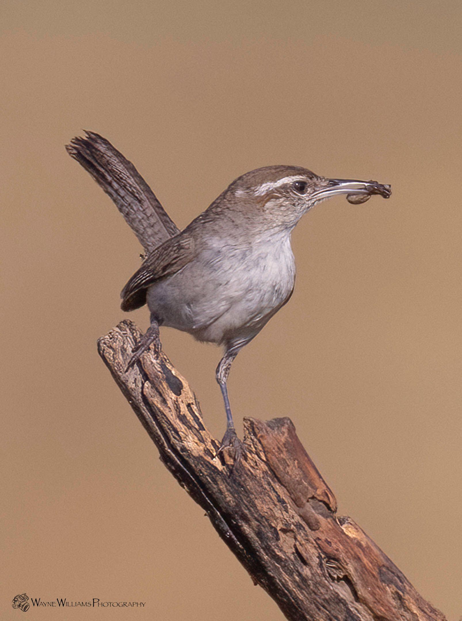 A couple of ducks are swimming in the water.
