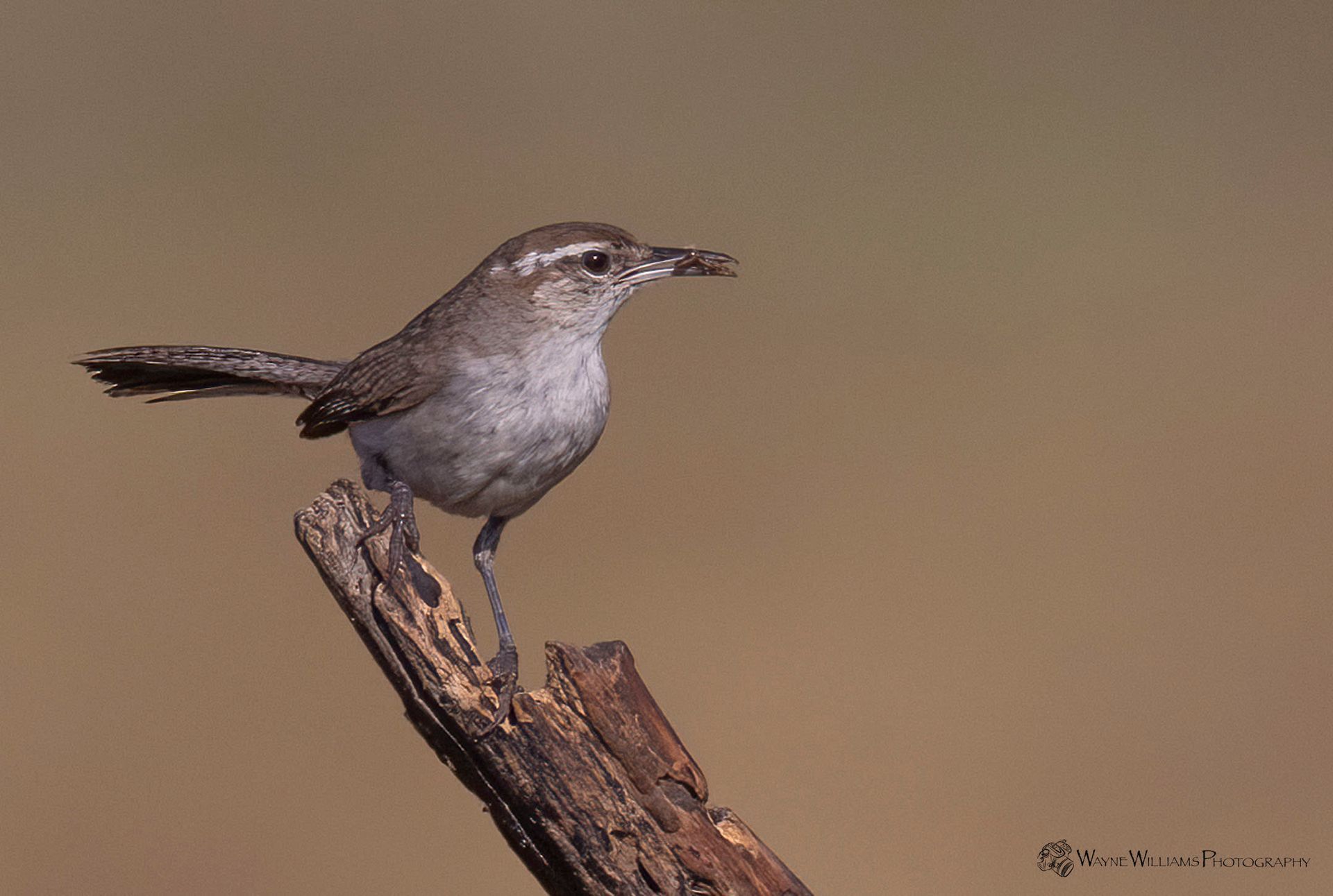 A small bird perched on a branch with a brown background